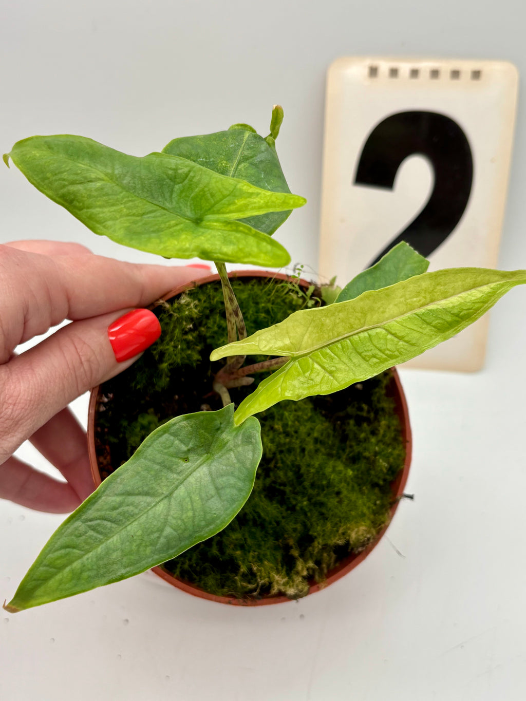 Alocasia Carpet sp Sulawesi Variegata