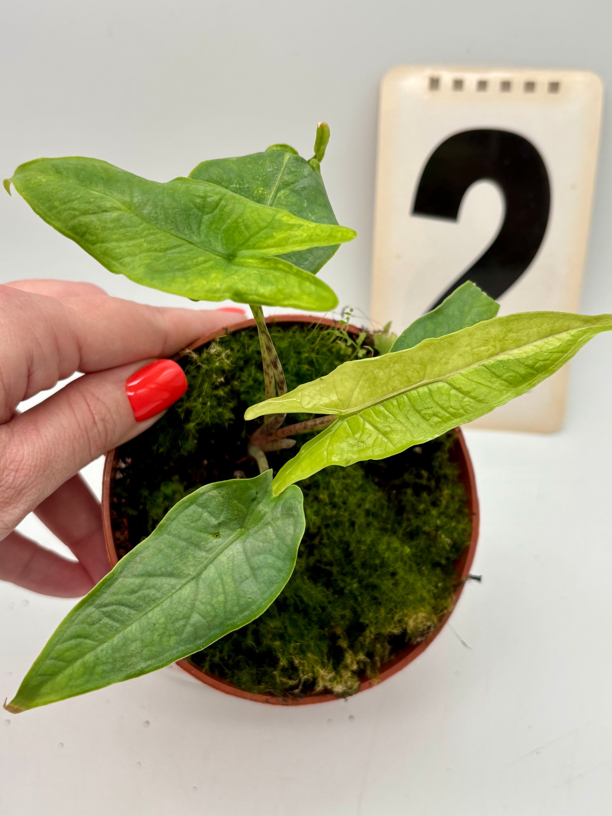 Alocasia Carpet sp Sulawesi Variegata