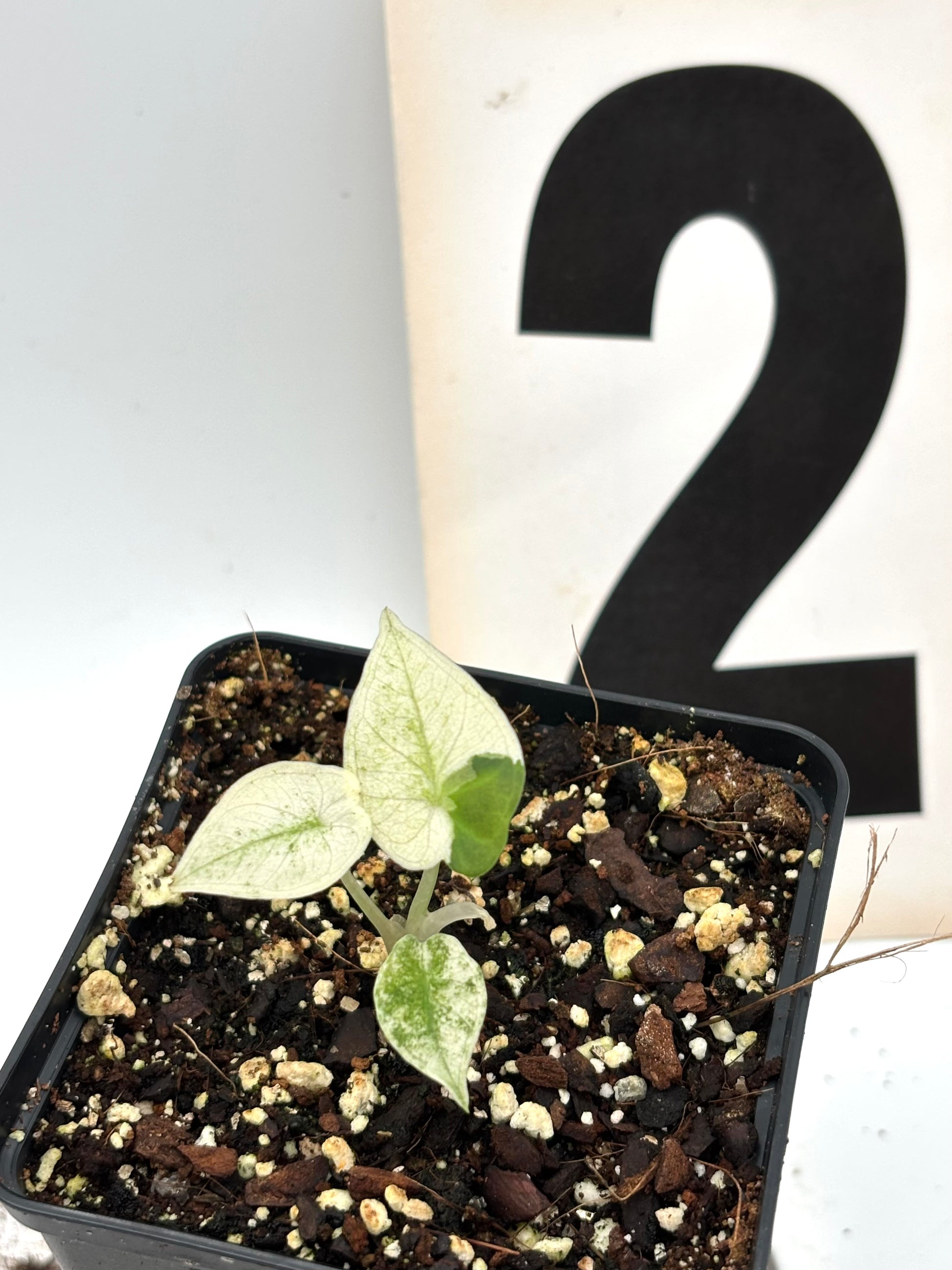 Alocasia Regal Shield Albo Variegata - Exotic-Flowers