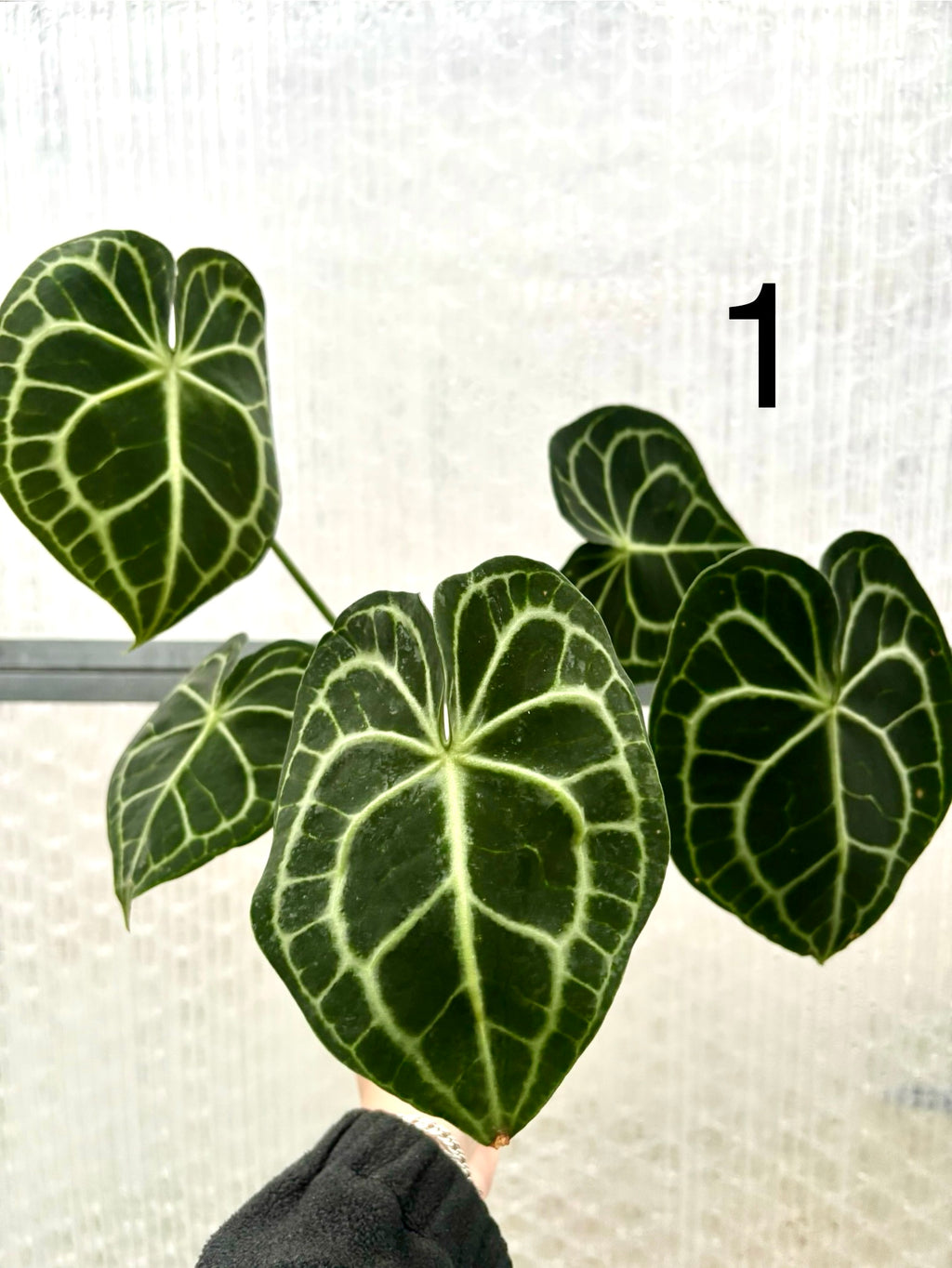 Anthurium Clarinervium - Exotic-Flowers