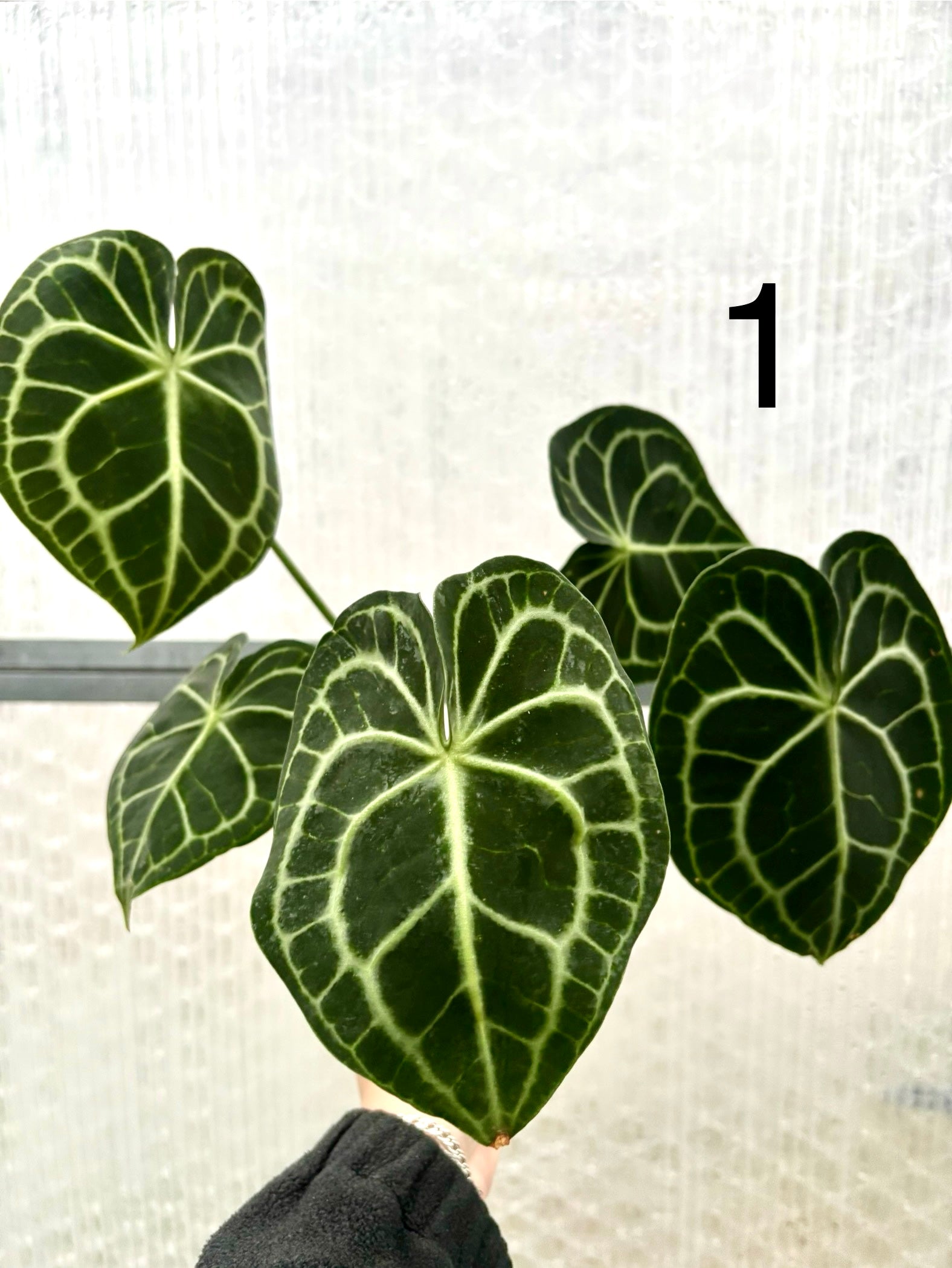 Anthurium Clarinervium - Exotic-Flowers