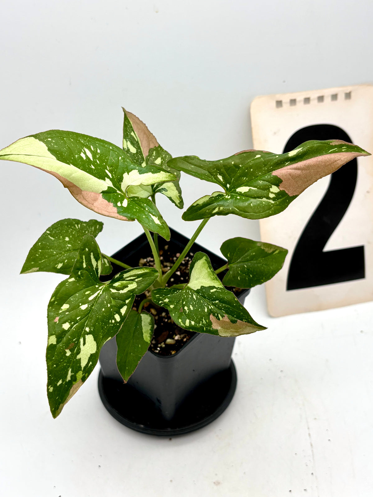 Syngonium Red Spot Tricolor