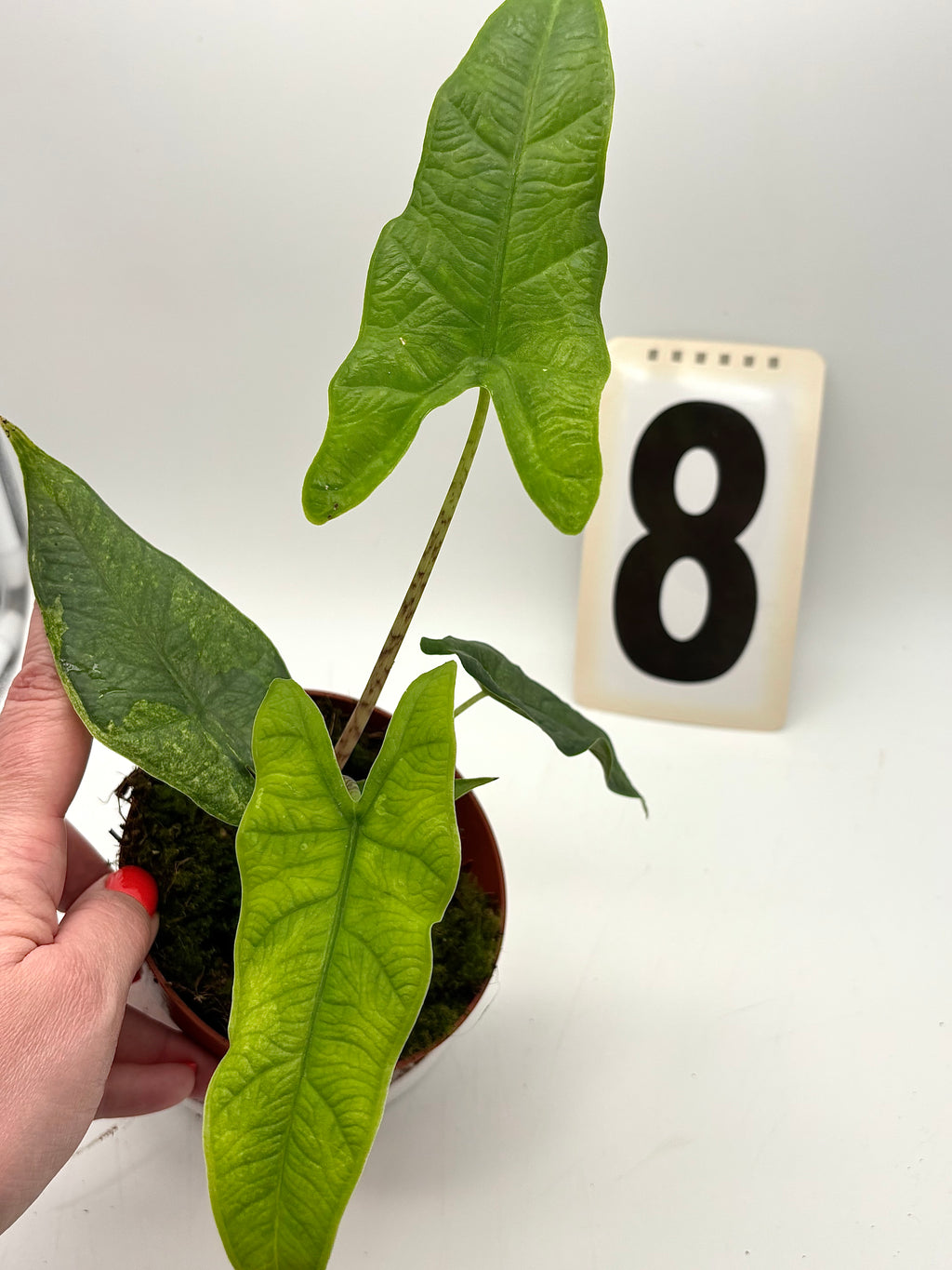 Alocasia Carpet sp Sulawesi Variegata