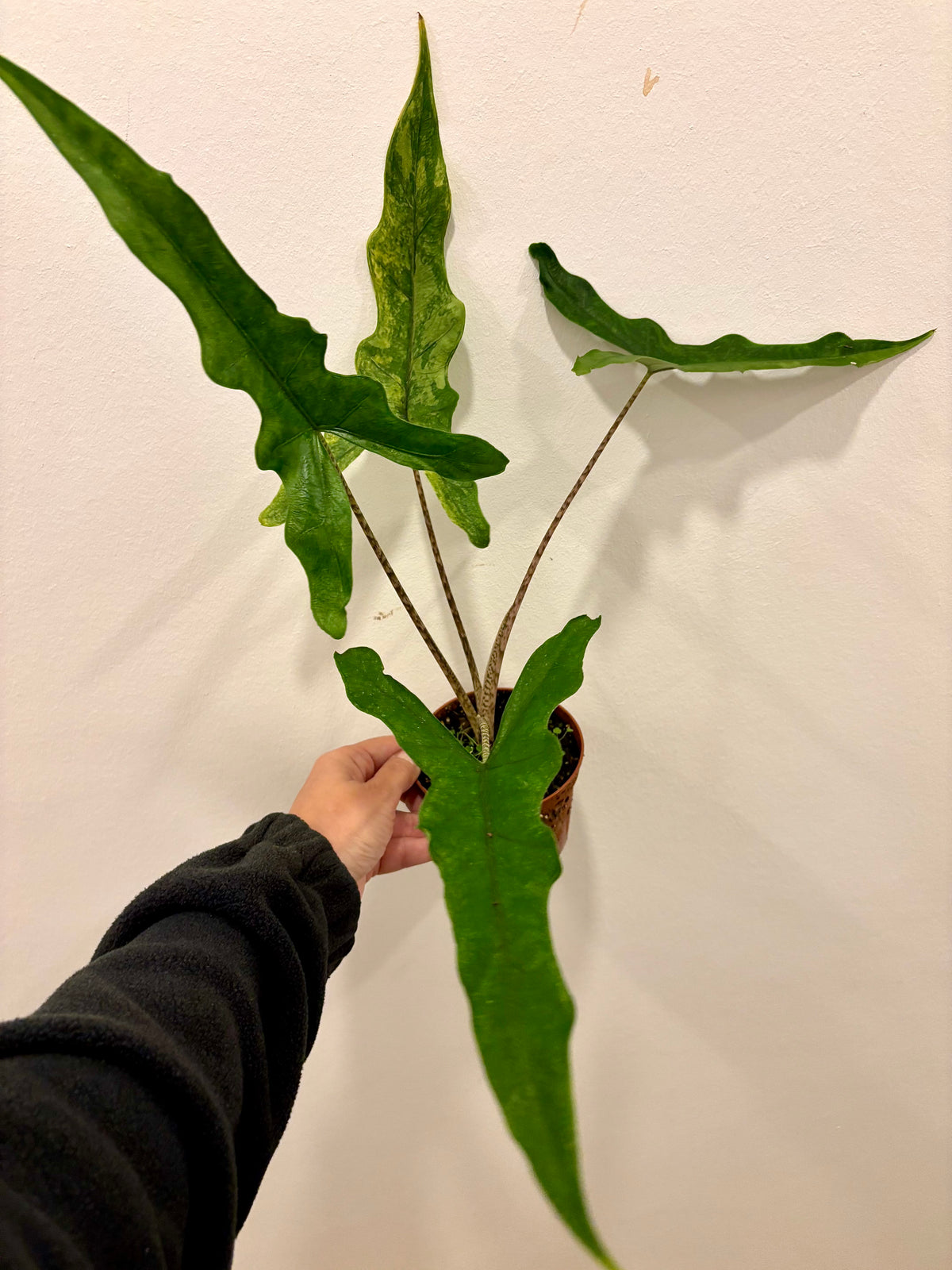Alocasia Sabrina Variegata von Exotic-Flowers mit grün-weißen, gemusterten Blättern, im Topf auf einer Fensterbank.