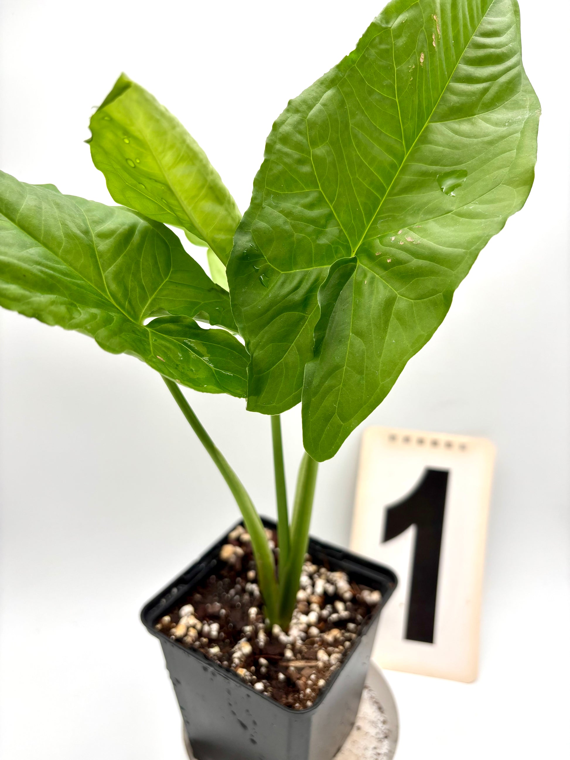 Syngonium Steyermarkii
