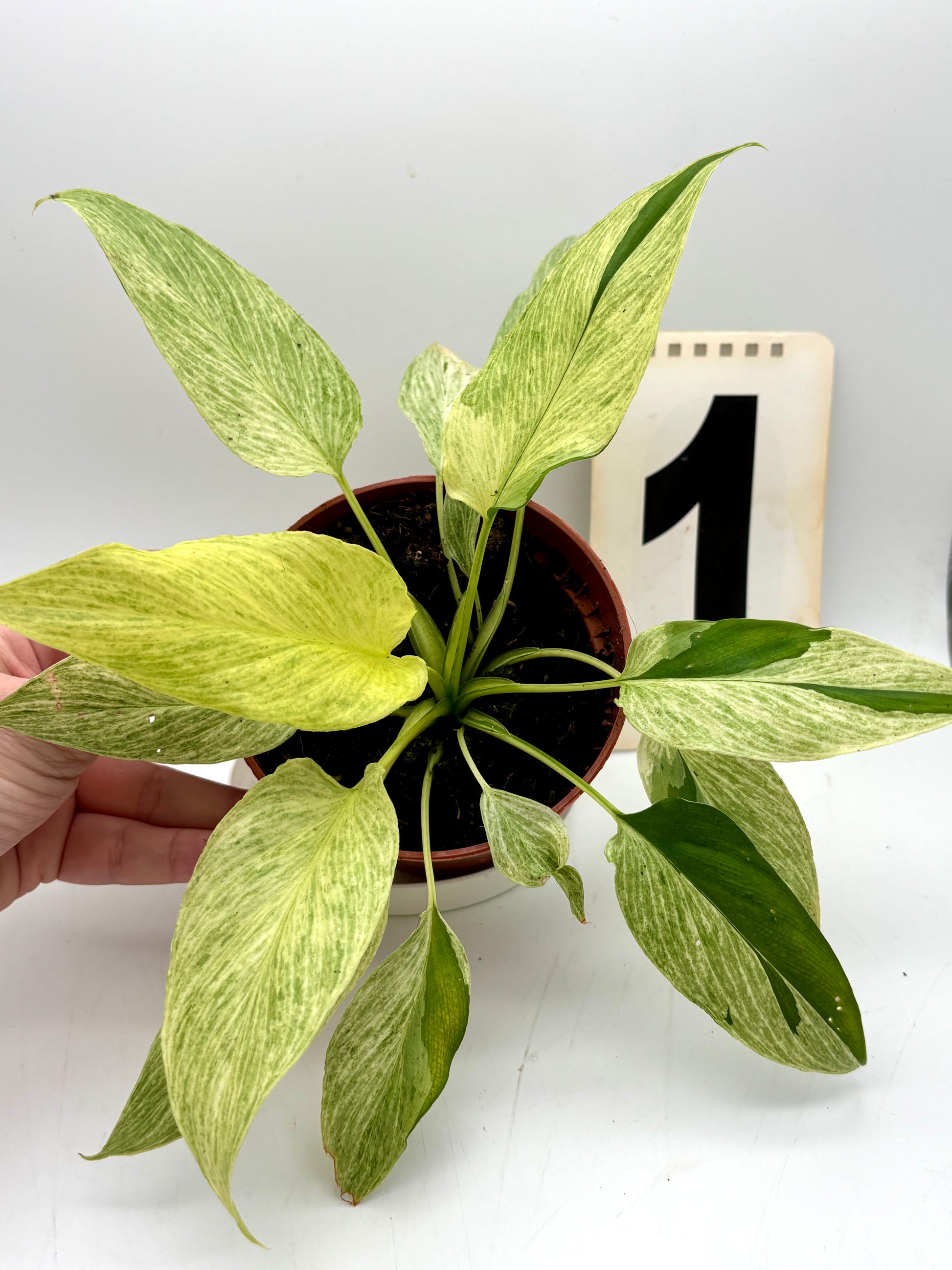 Homalomena Sulcata Cream Frost - Exotic-Flowers