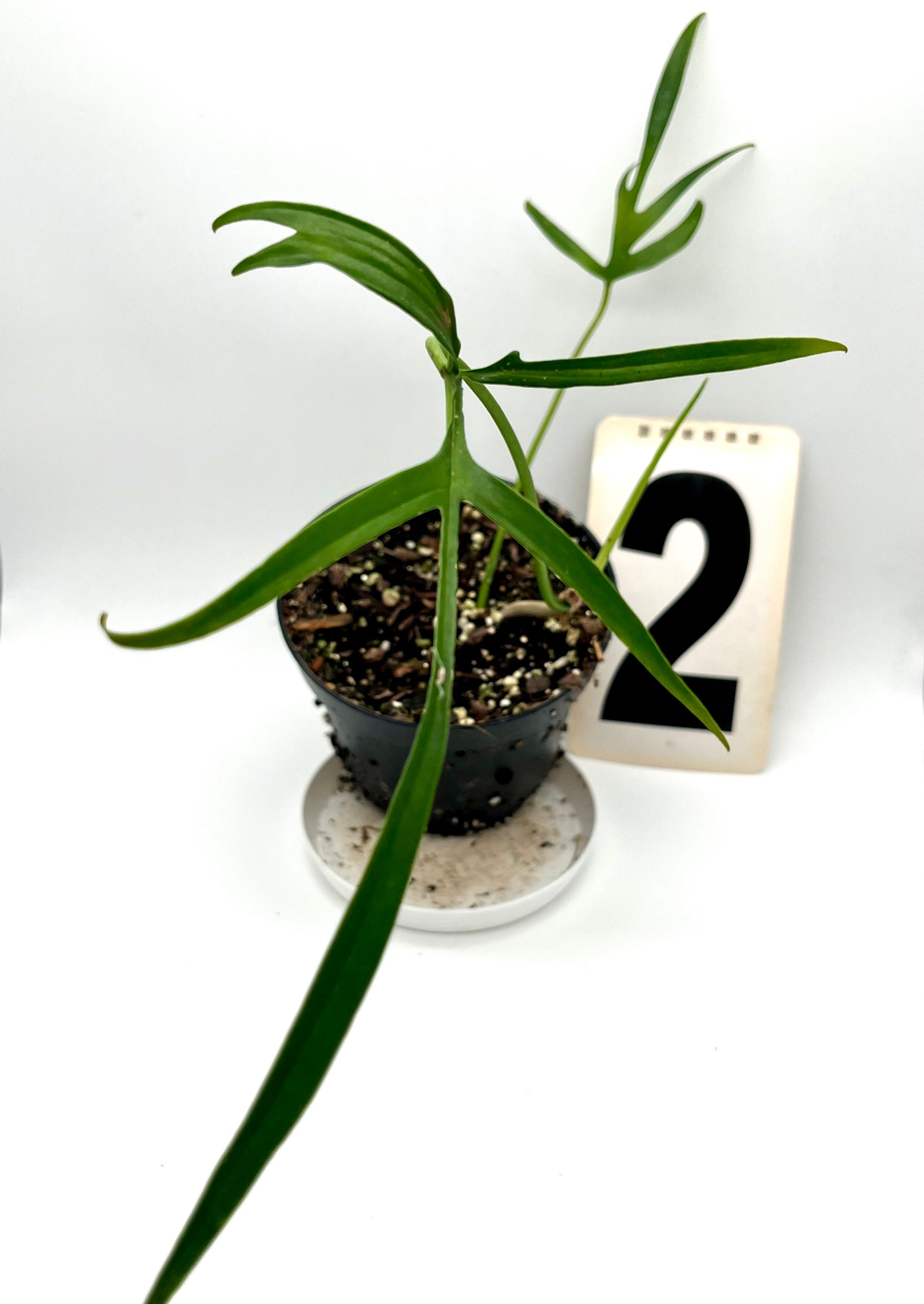 Philodendron Polypodioides