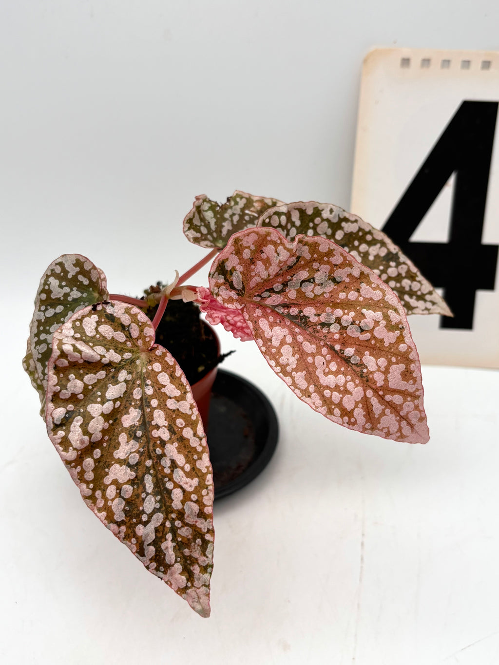 Begonia Snowcap Variegata
