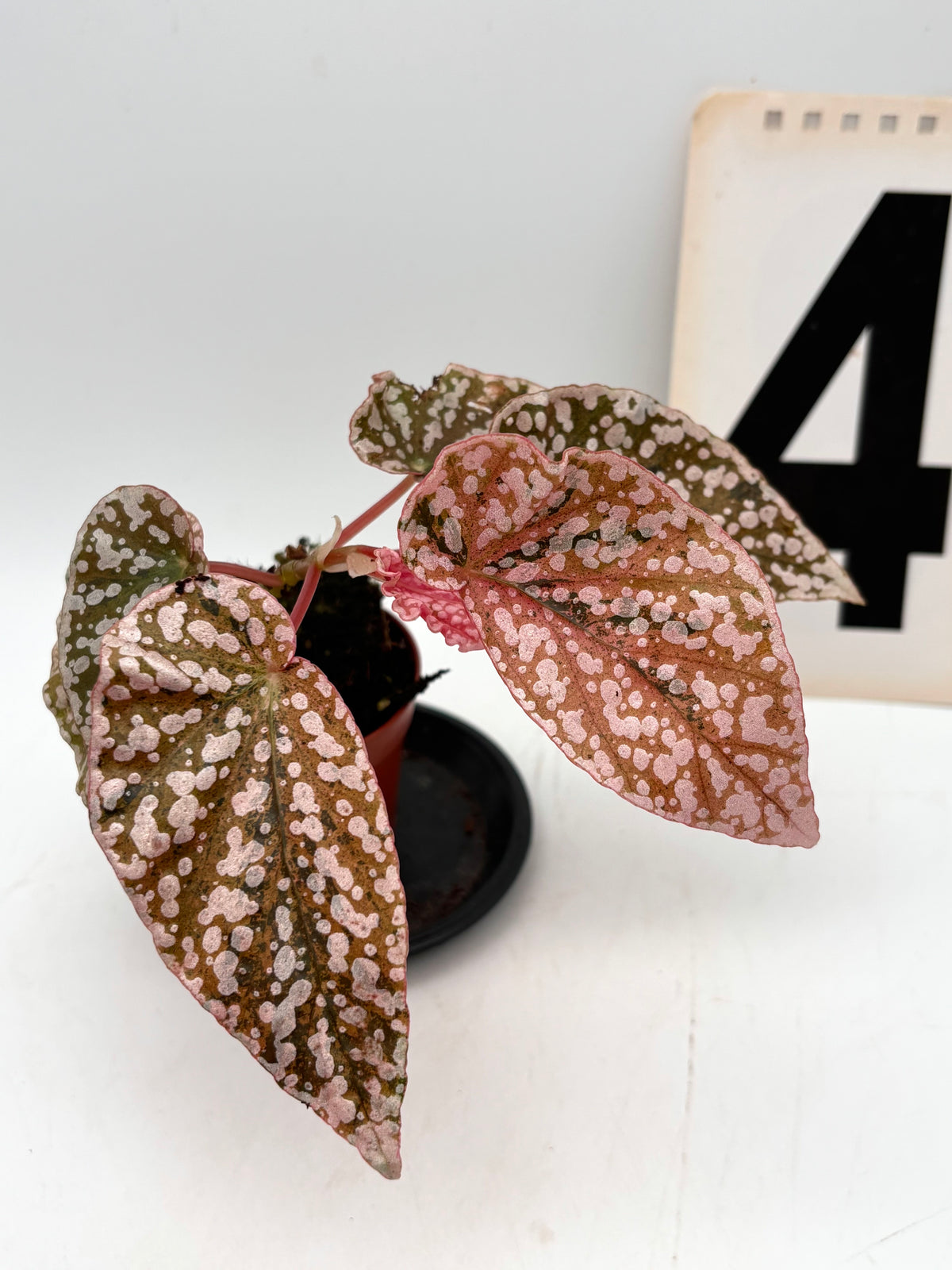 Begonia Snowcap Variegata