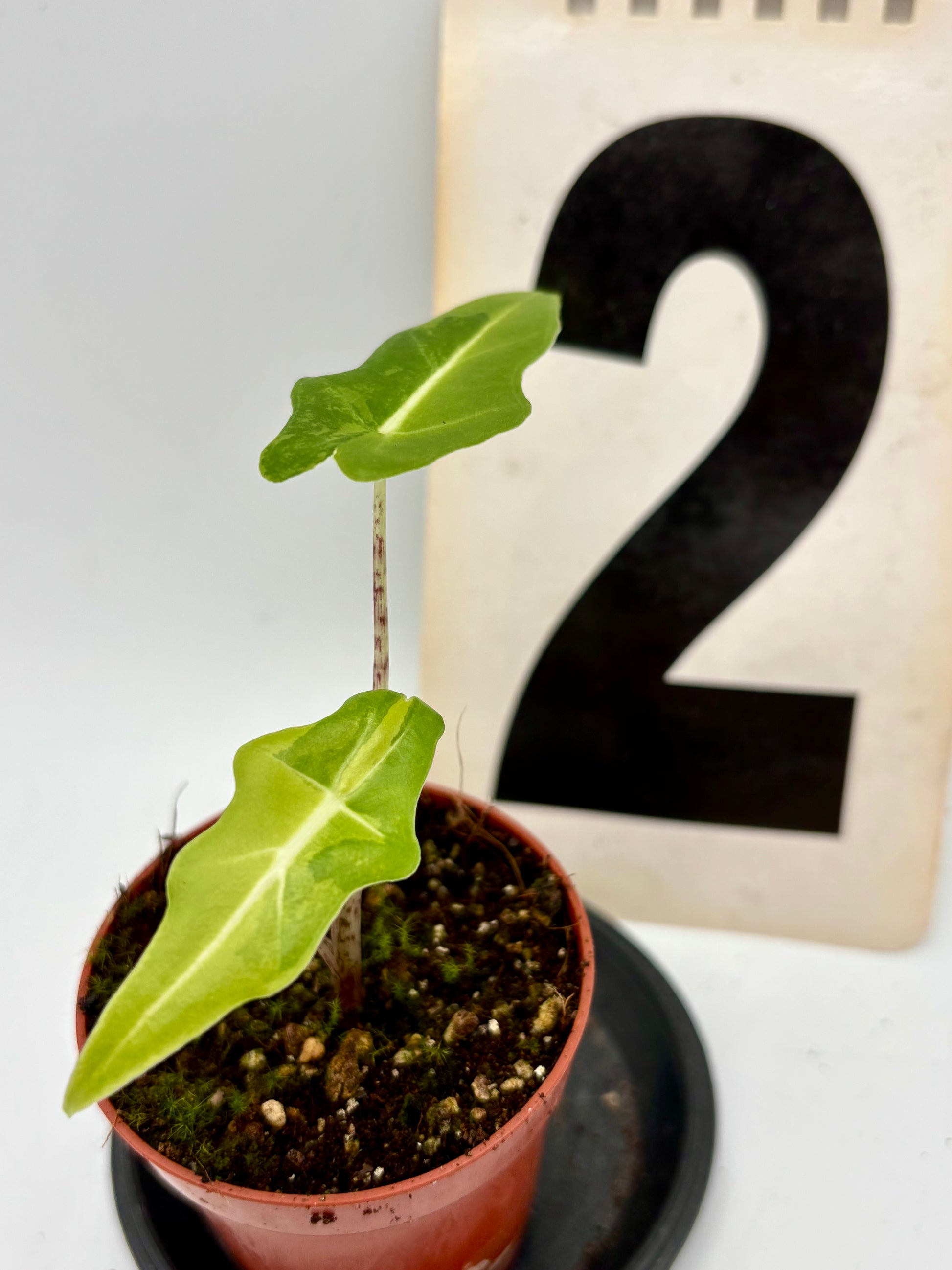 Alocasia Portei Variegata von Exotic-Flowers, große grüne Blätter mit weißen variegierten Mustern, Topfpflanze auf einer Fensterbank