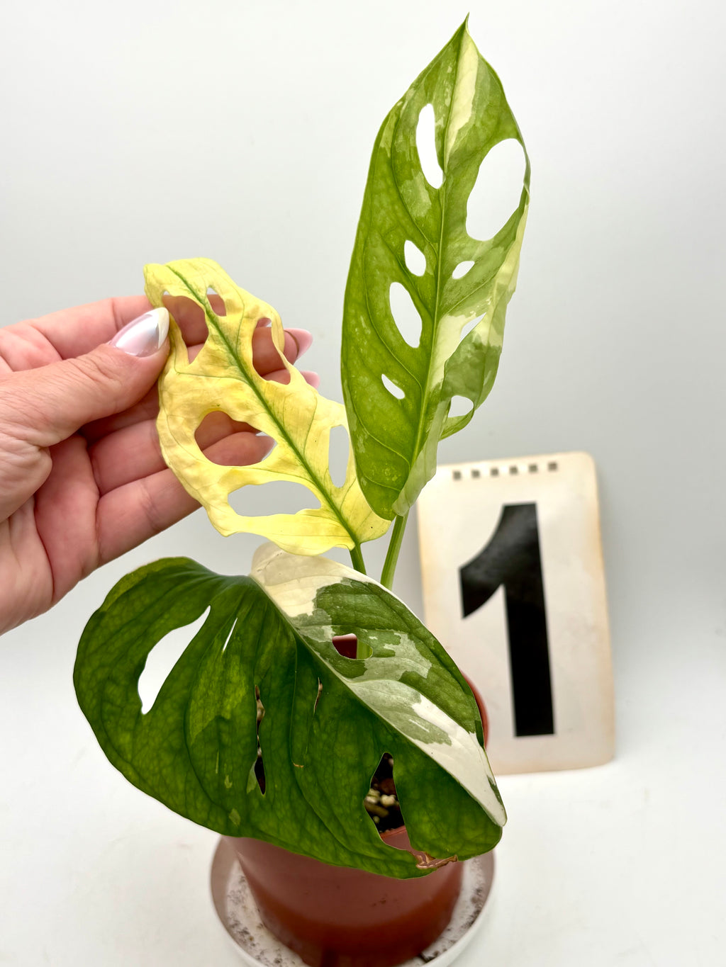 Monstera Adansonii Variegata