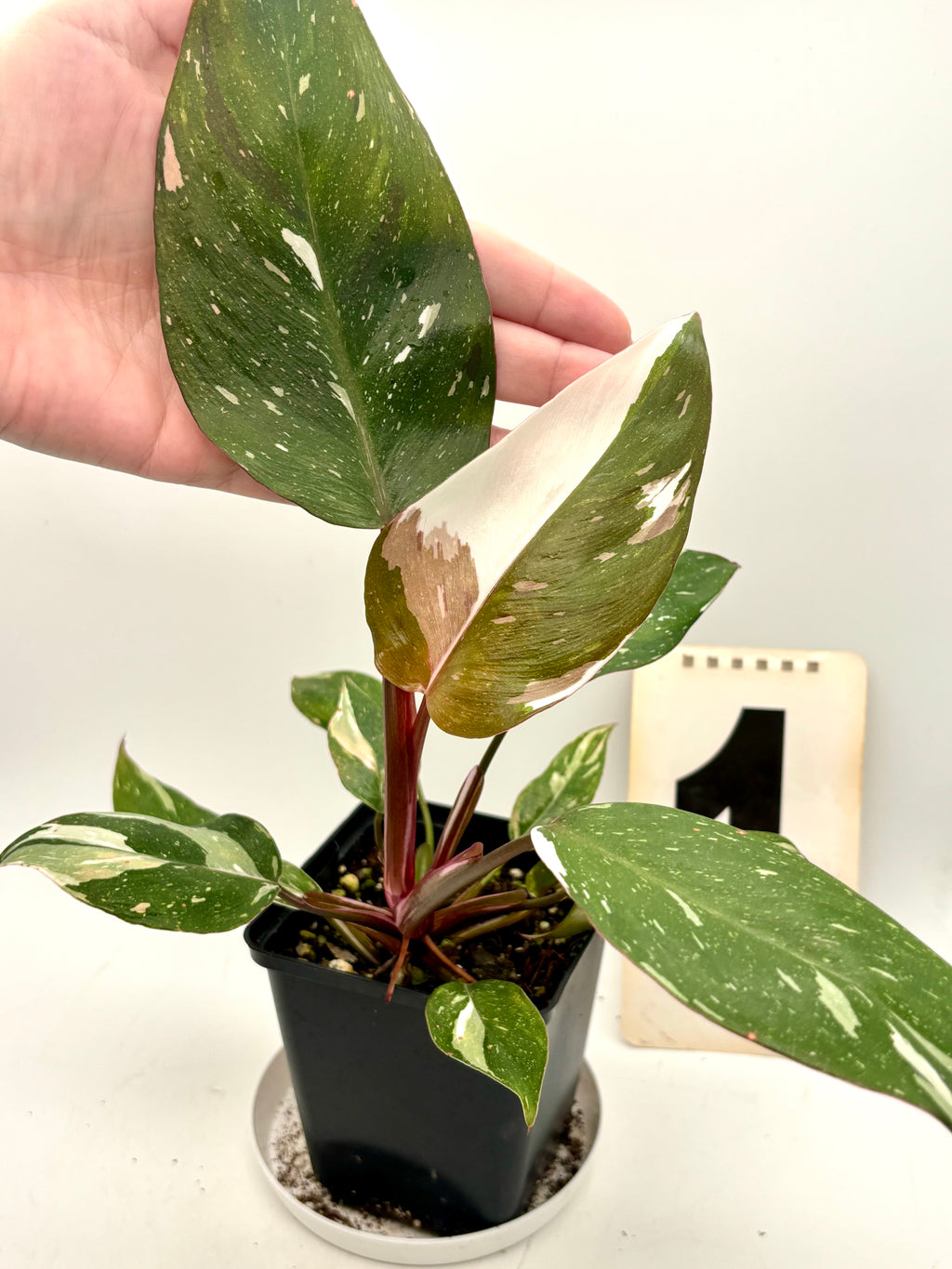 Philodendron Red Anderson