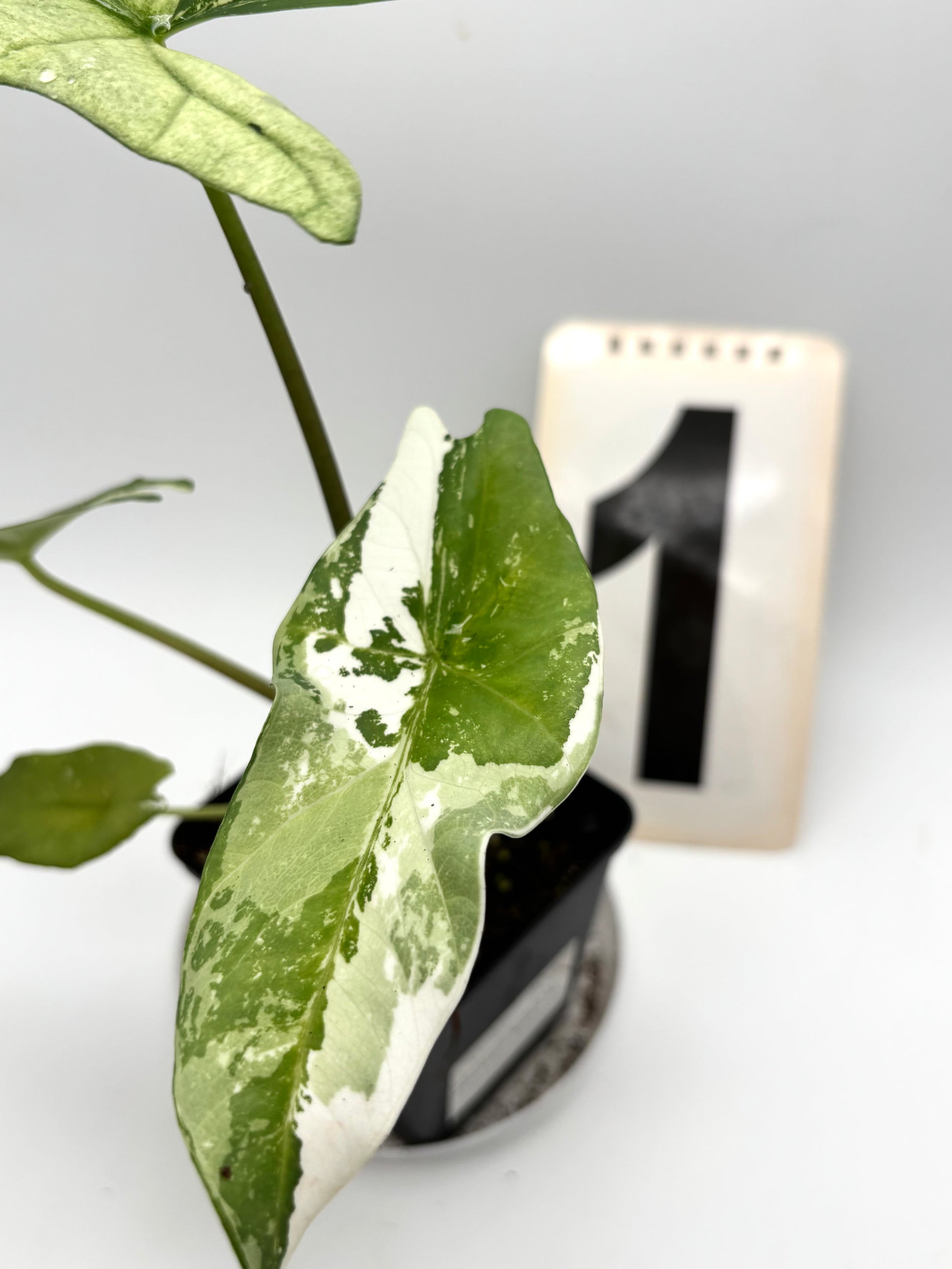 Alocasia Simpo Albo Variegata