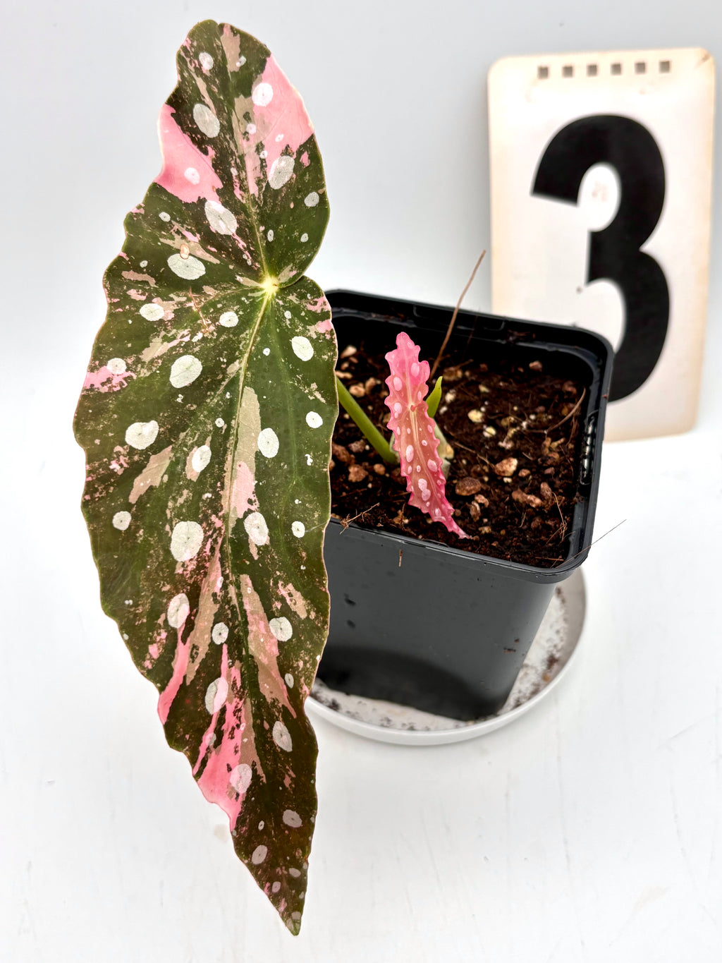 Begonia Maculata Pink Variegata