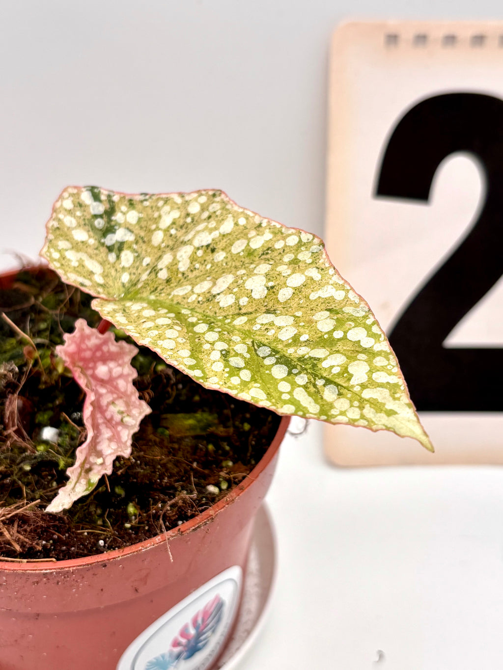 Begonia Snowcap Variegata