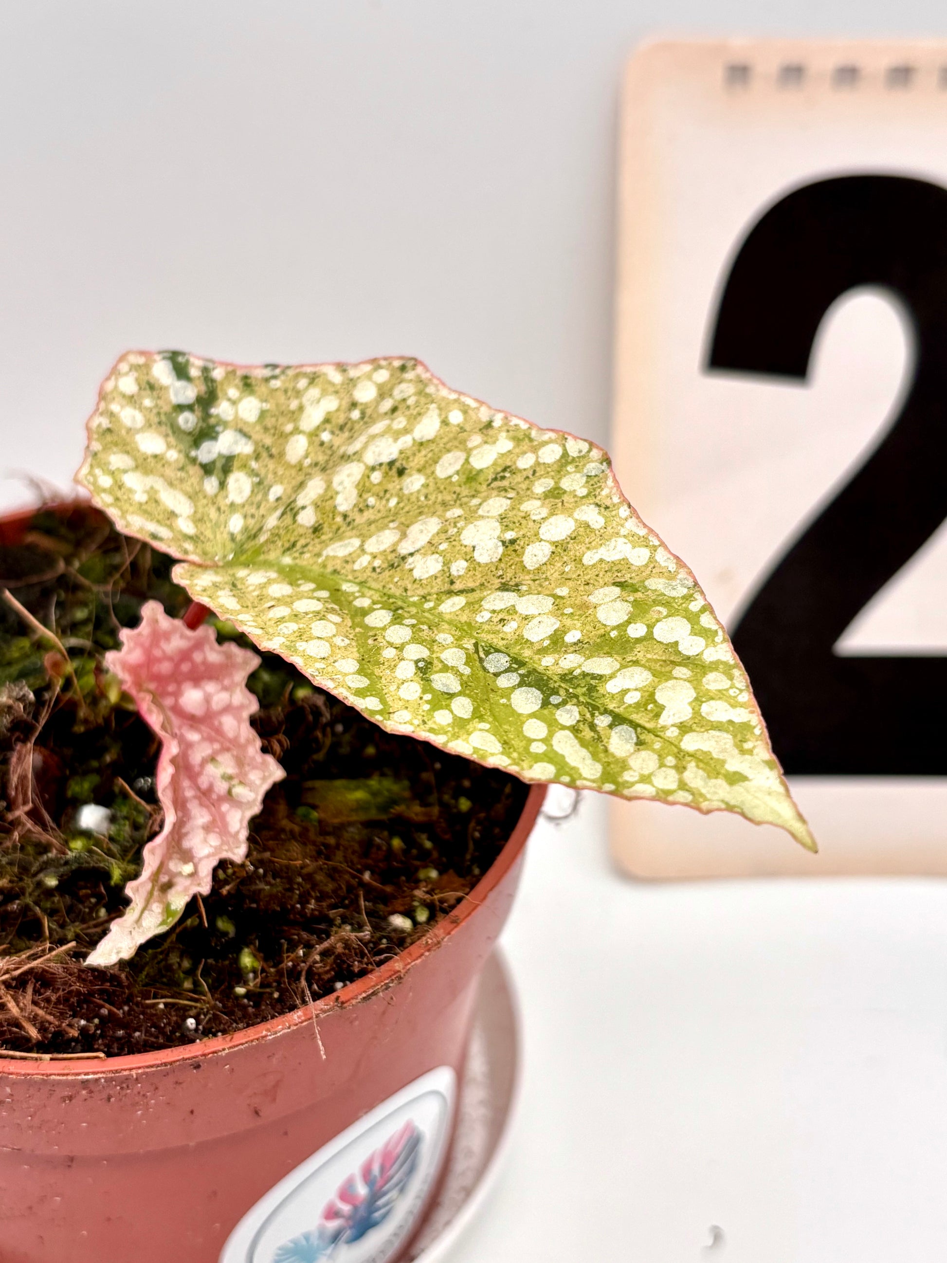 Begonia Snowcap Variegata