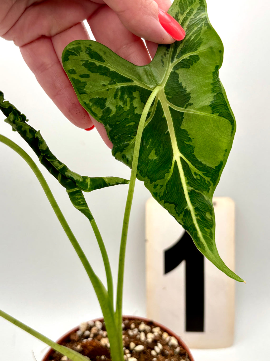 Alocasia Frydek Pflanze von Exotic-Flowers mit großen grünen Blättern, ideal für tropische Innenraumdekoration.
