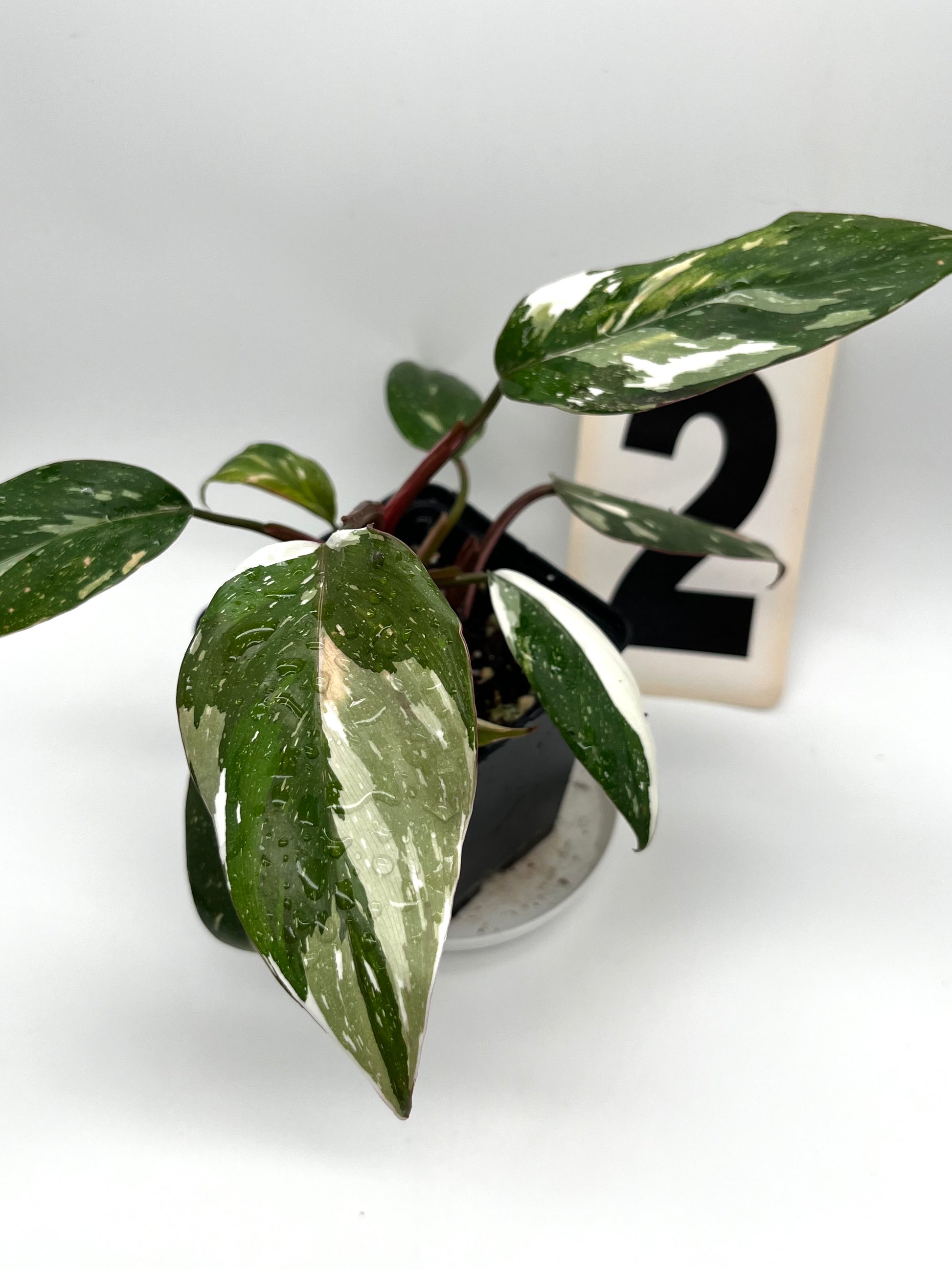 Philodendron Red Anderson