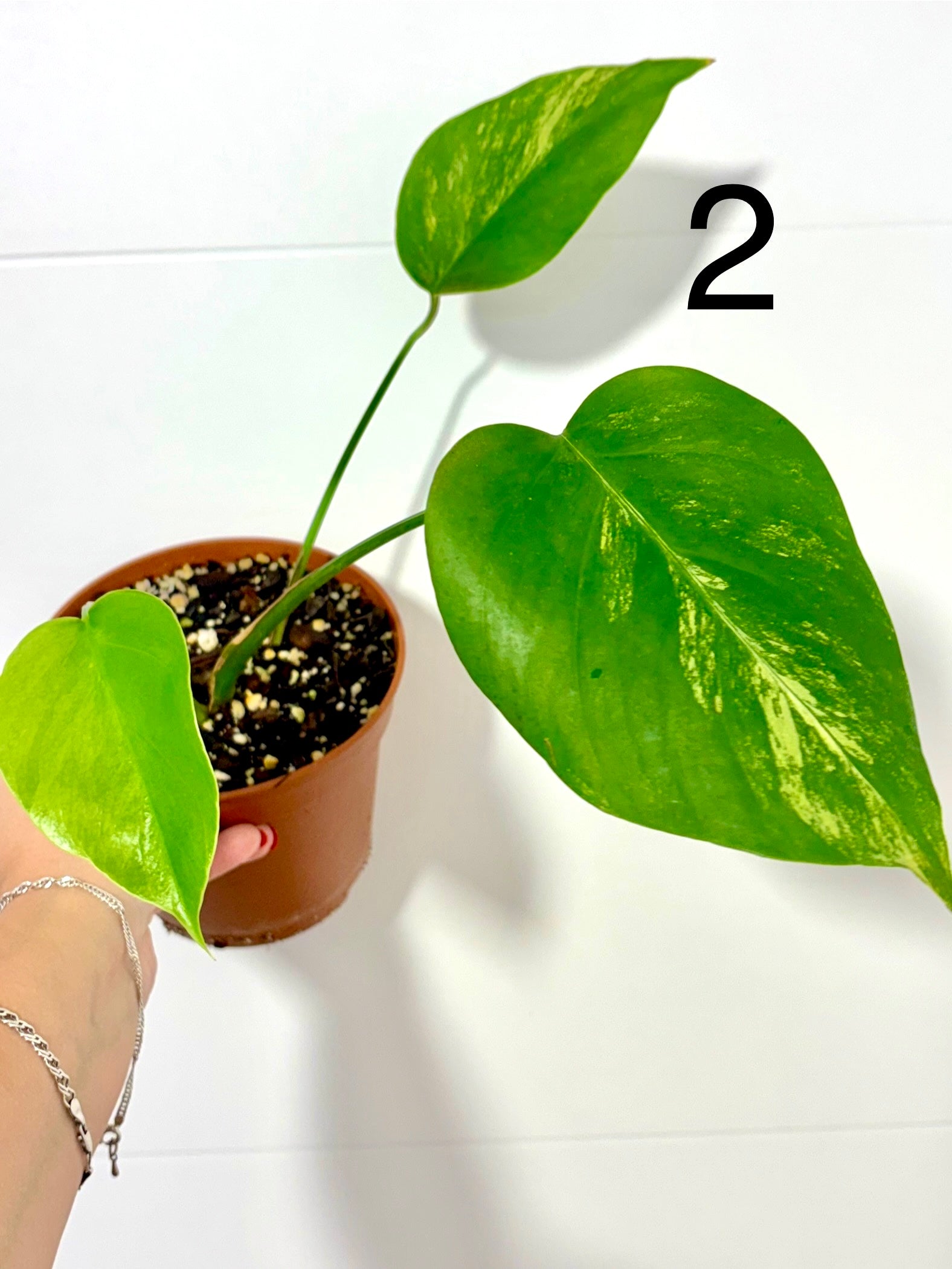 Monstera Aurea Variegata