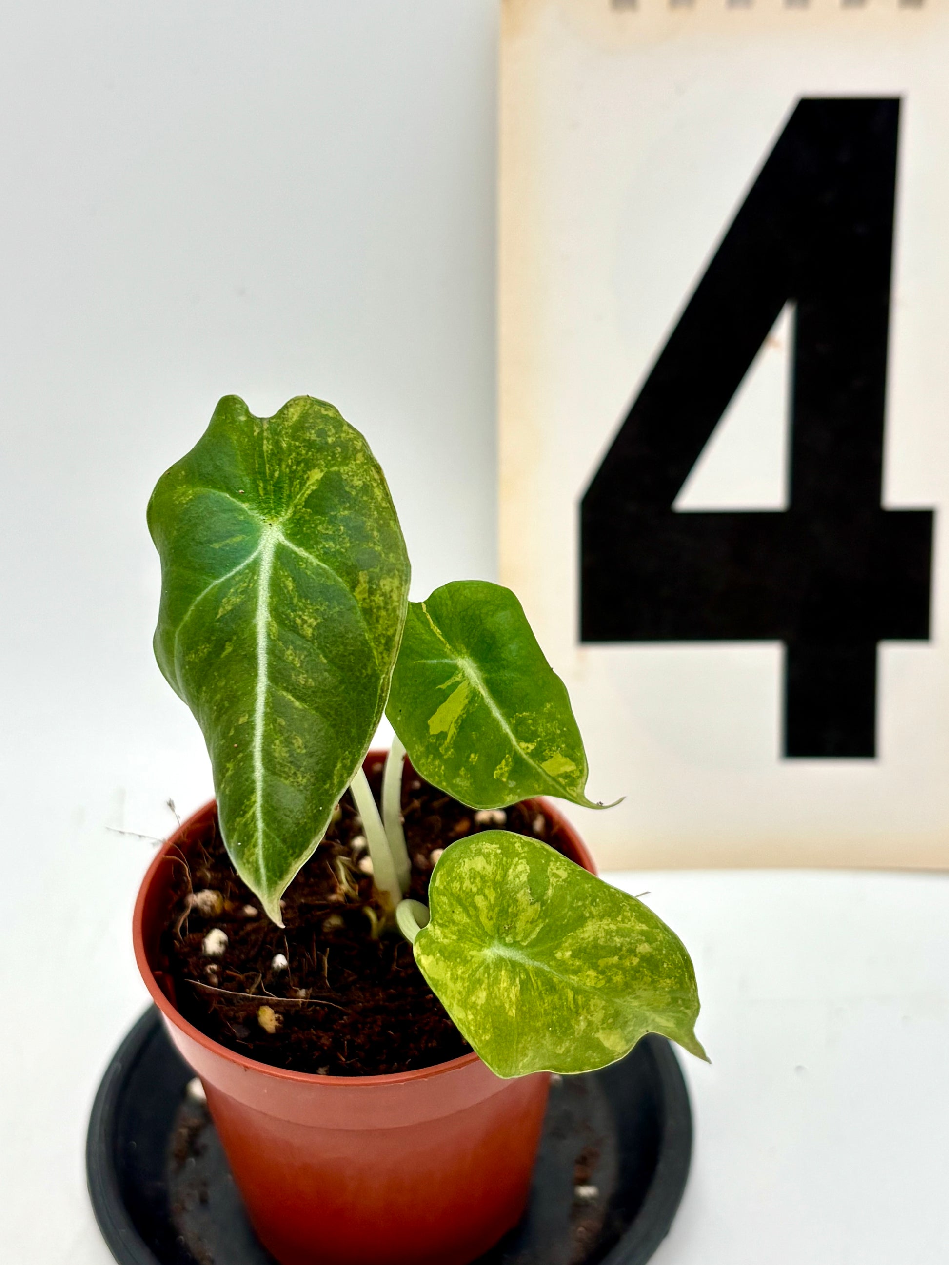 Alocasia Black Velvet Aurea Variegata
