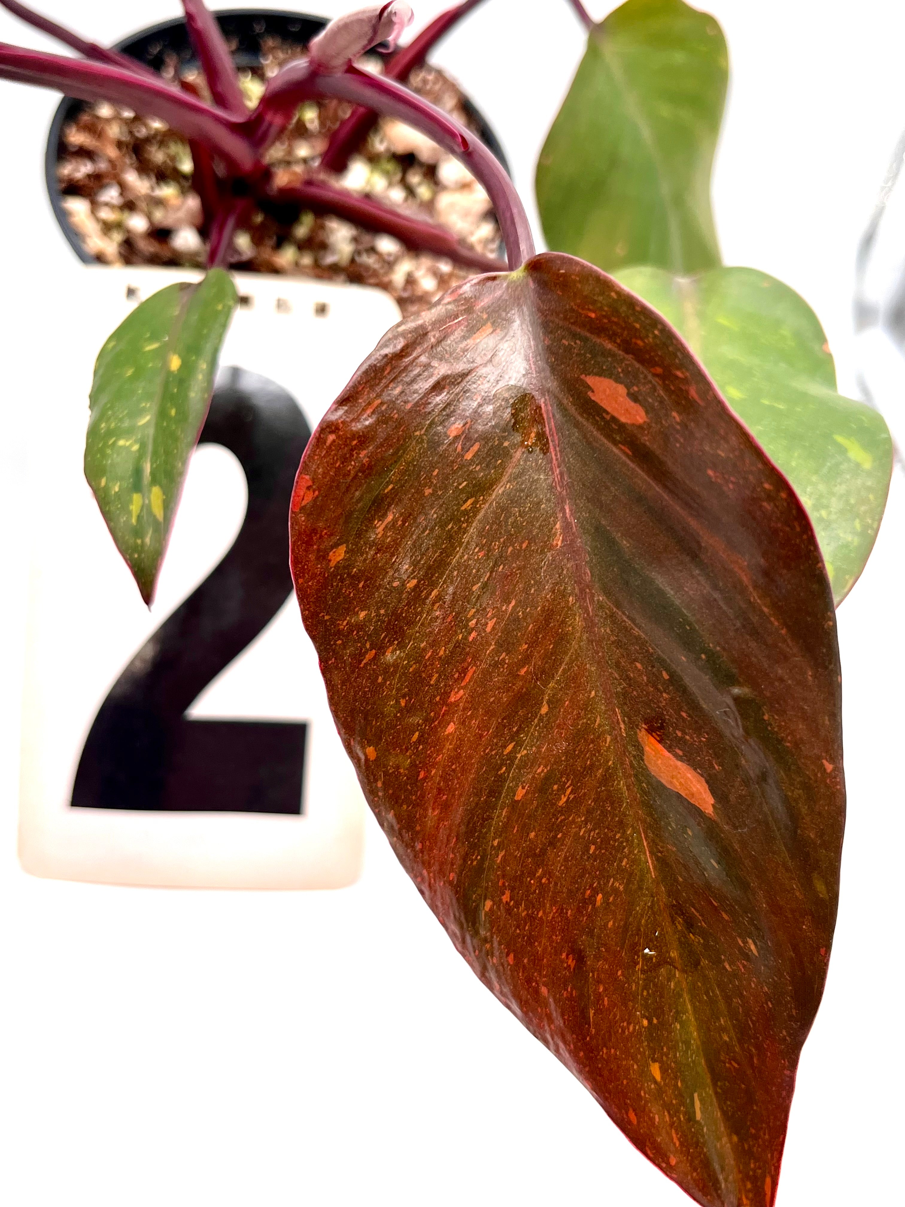 生活雑貨 Philodendron Orange Princess Philodendron Orange Princess (sp. 'Sunspot') – Secret Garden Plant