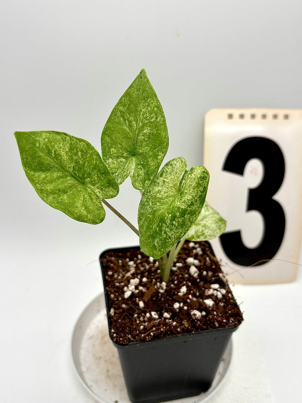 Alocasia Odora Batik