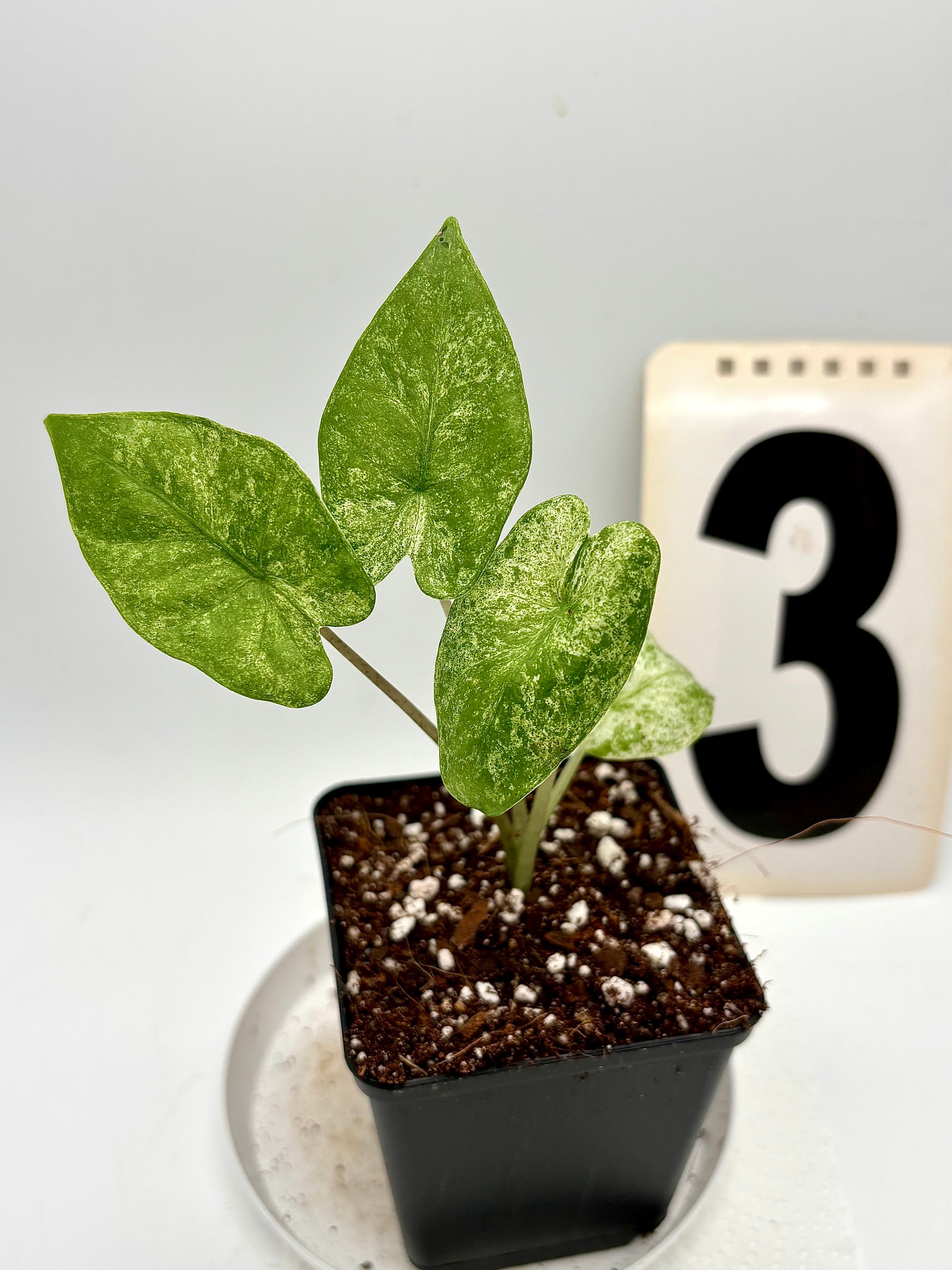 Alocasia Odora Batik