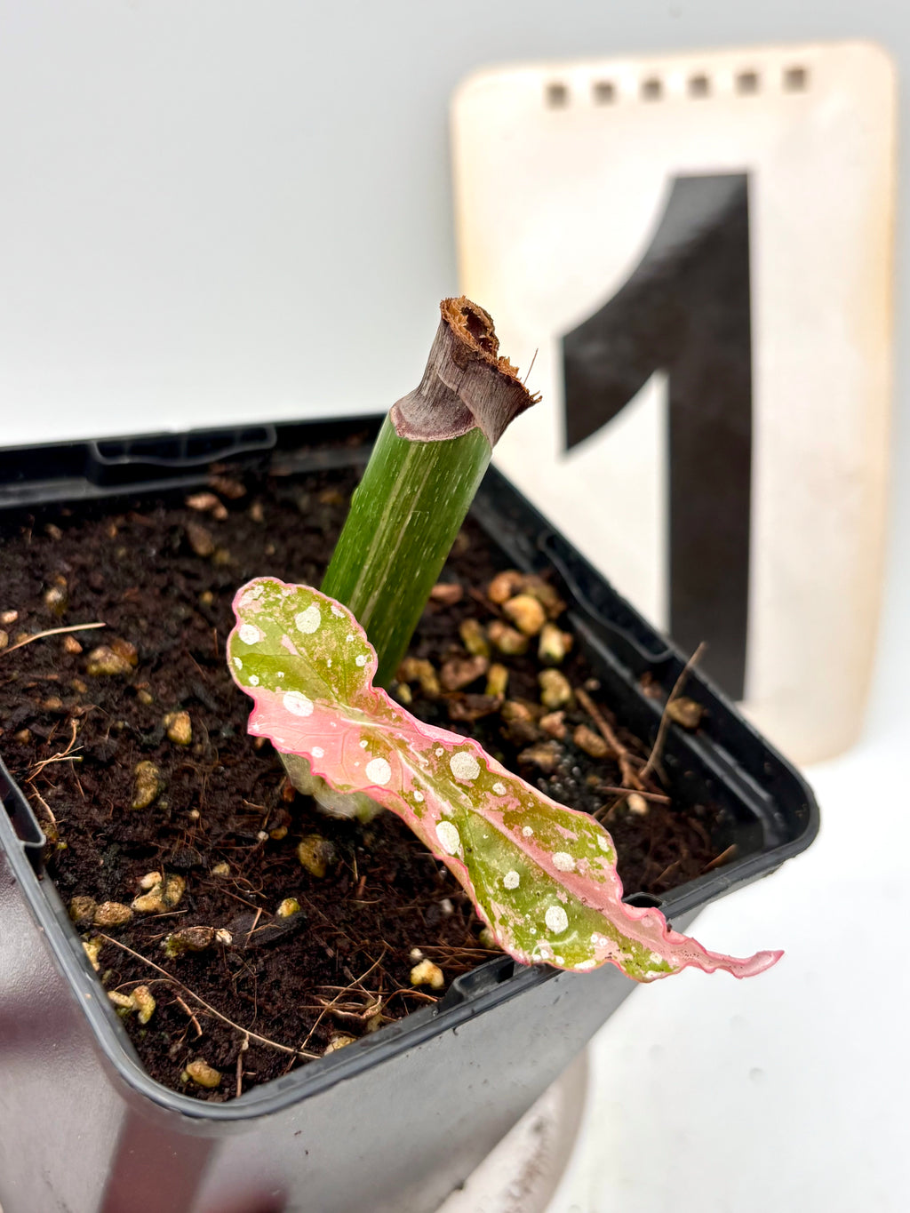 Begonia Maculata Pink Variegata