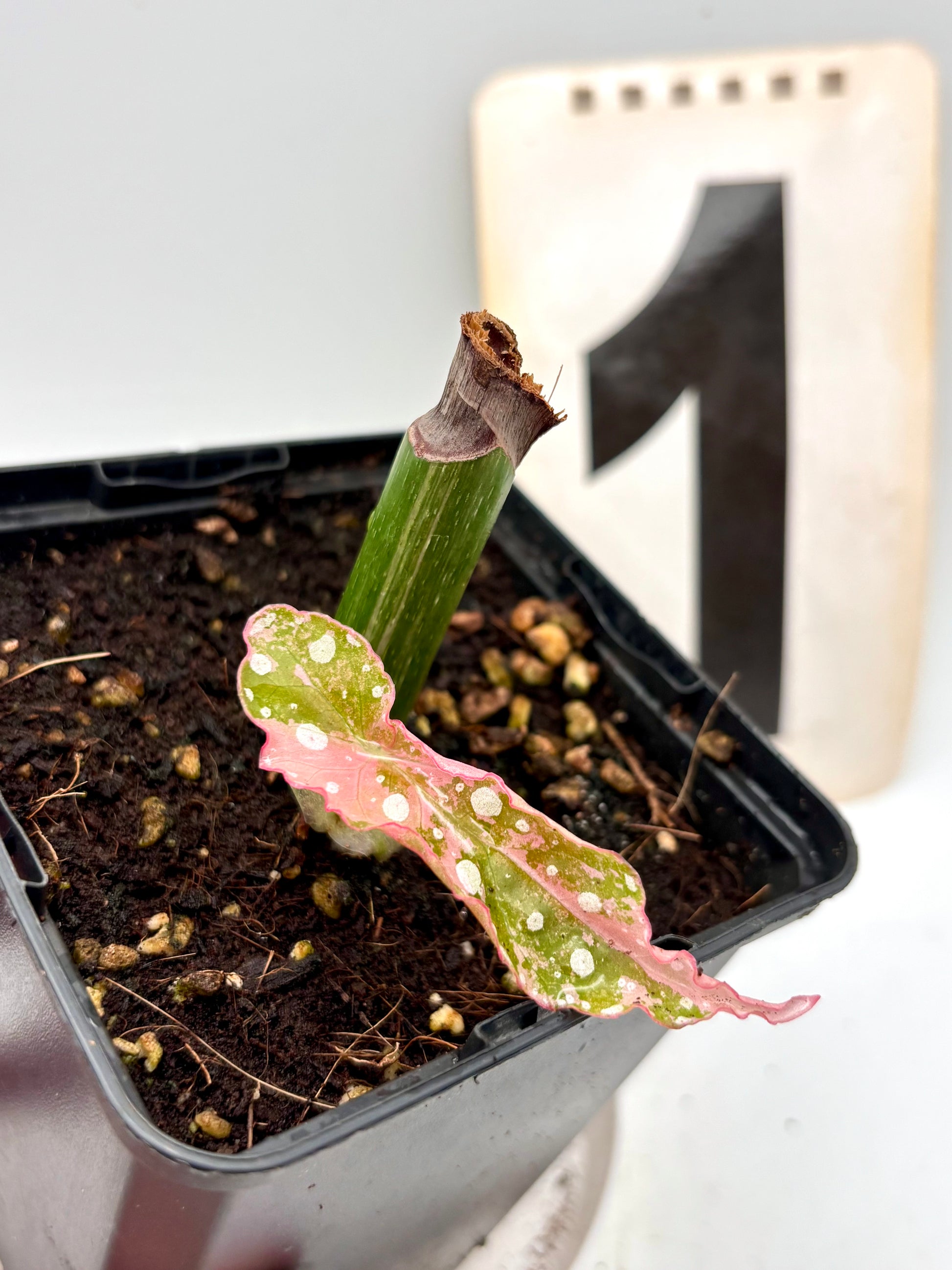 Begonia Maculata Pink Variegata