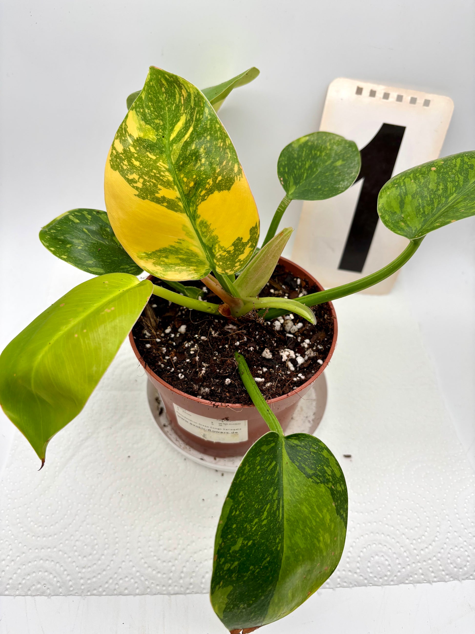 Grüner Philodendron Green Congo Variegata von Exotic-Flowers, große Pflanze mit grünen und variierten Blättern, im Top.