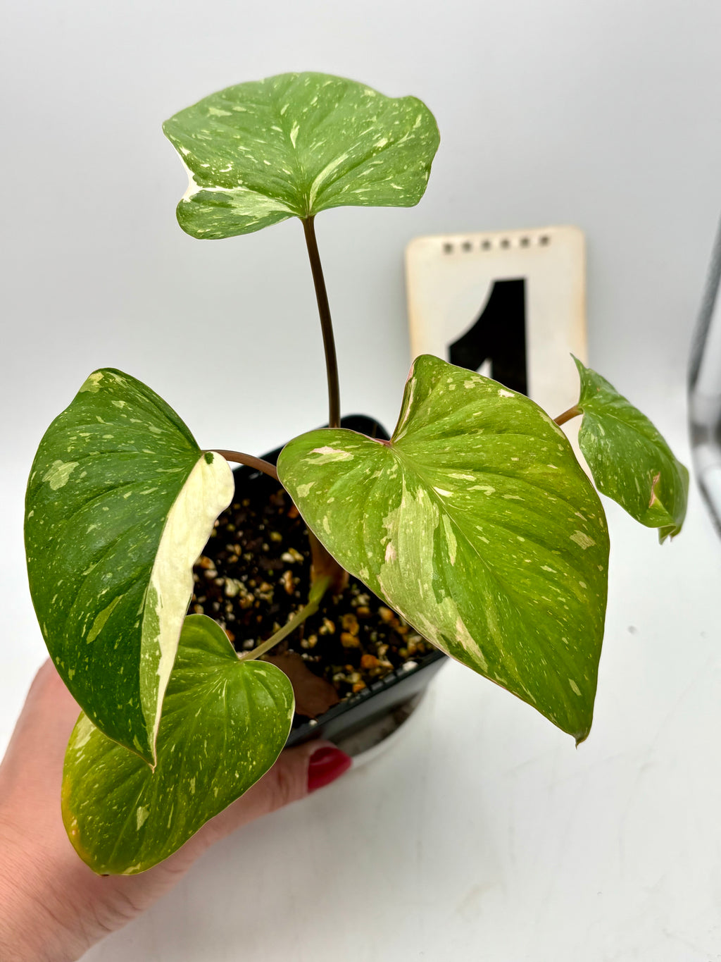 Homalomena Rubescens Variegata