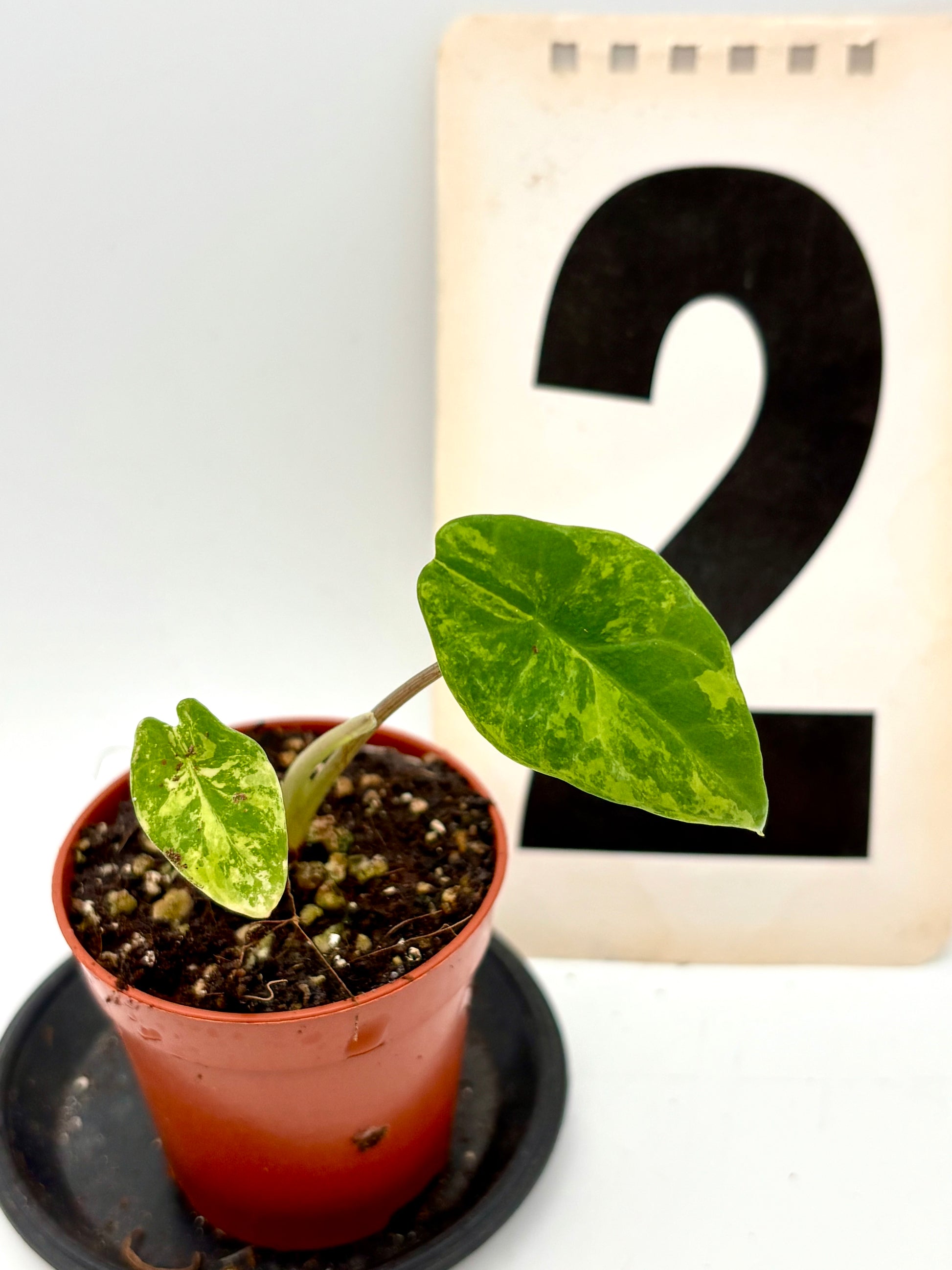 Alocasia Scalprum Variegata