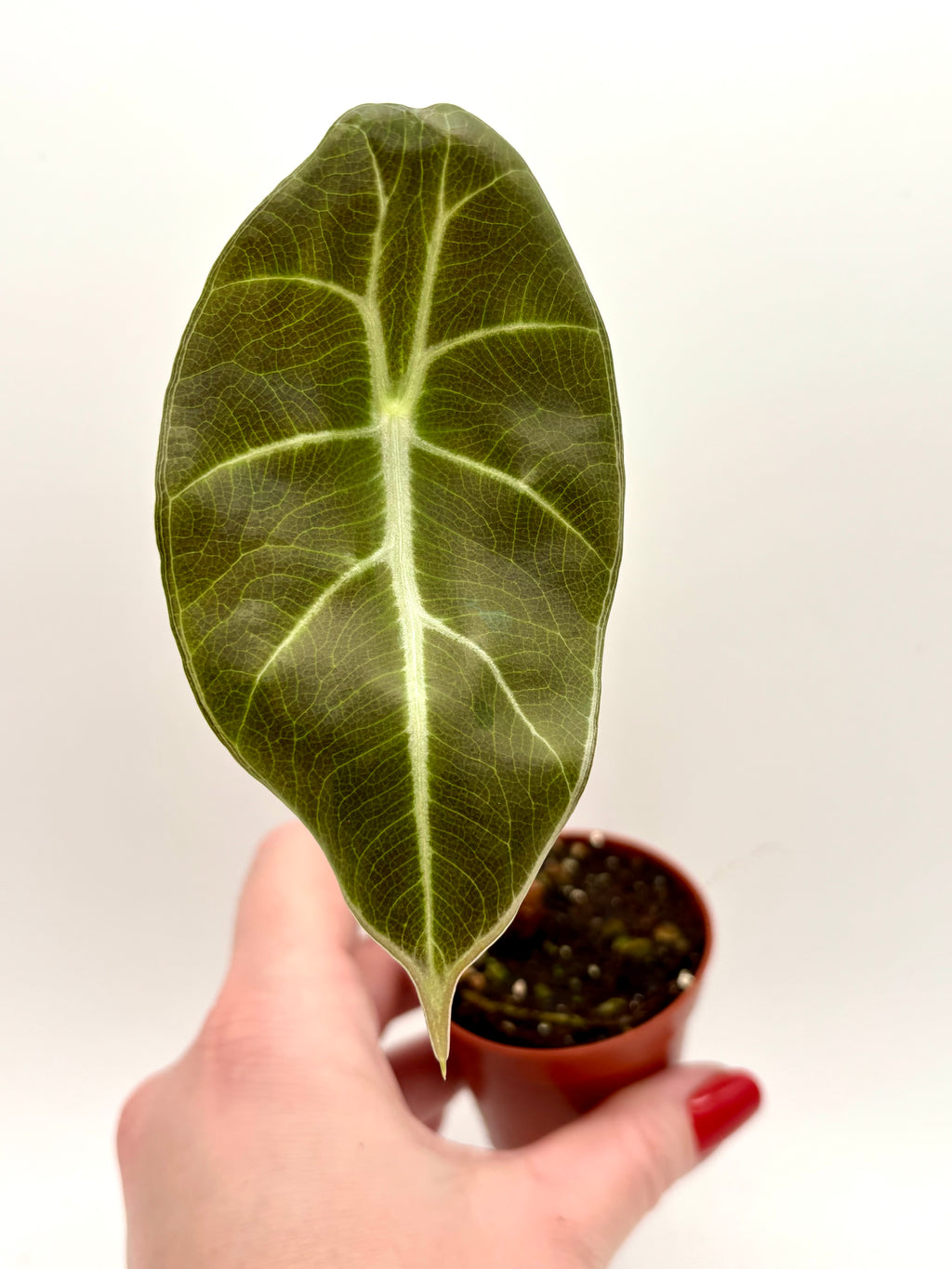 Alocasia Mark Campbell (klein) - Exotic-Flowers