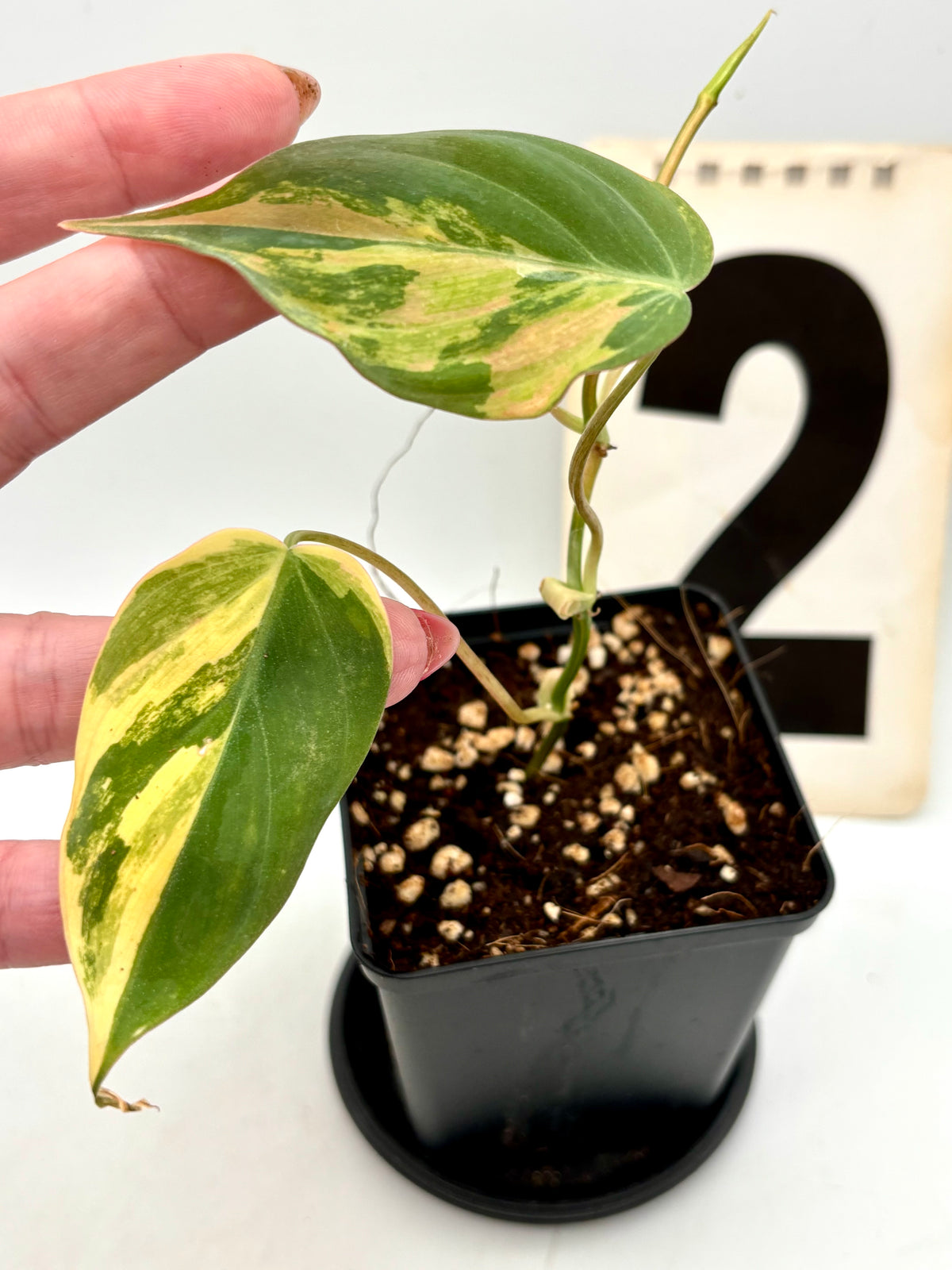 Philodendron Micans Variegata Pflanze mit grünen und cremefarbenen Blättern, im Top, bei Exotic-Flowers.