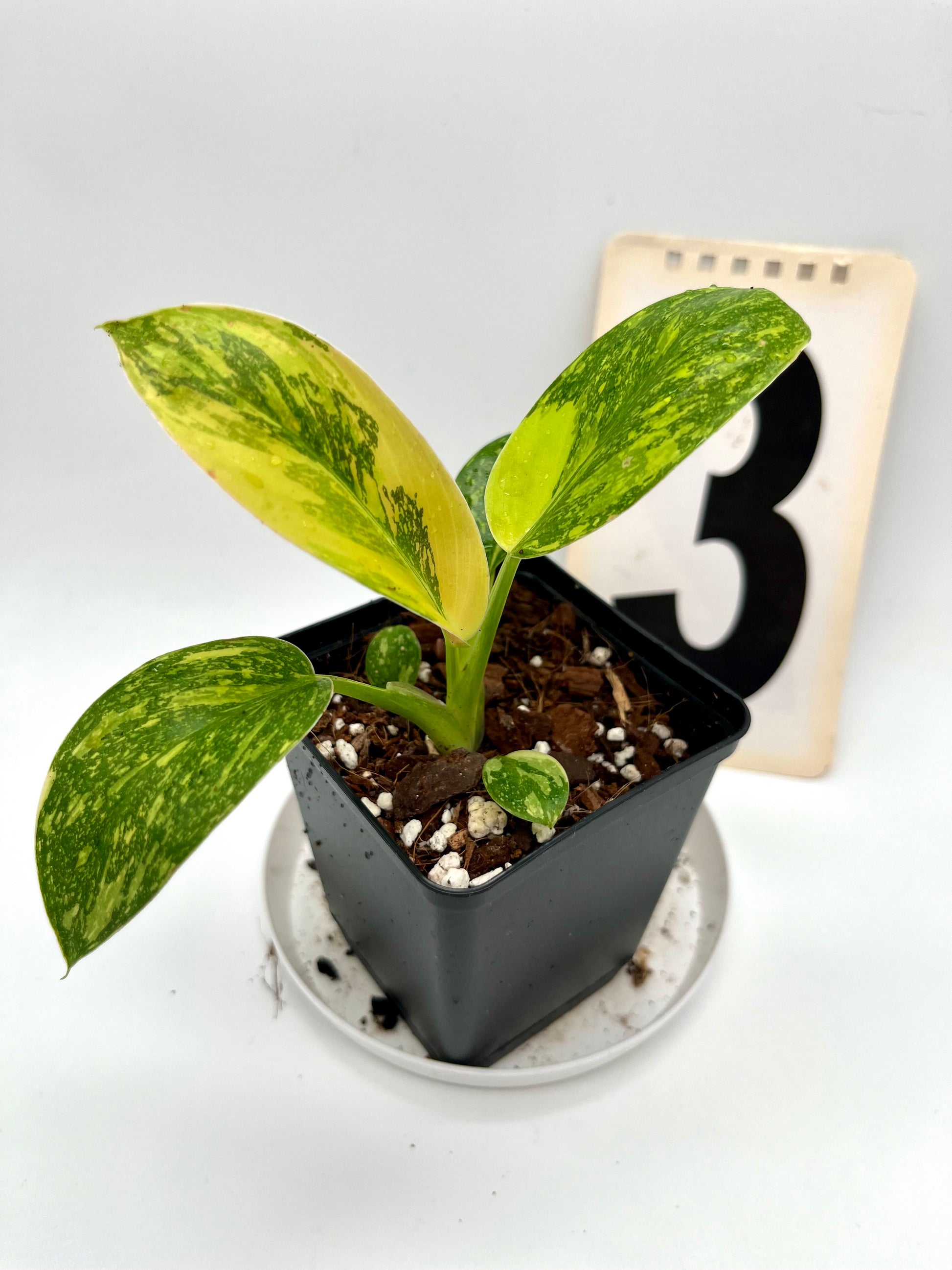 Philodendron Green Congo Variegata