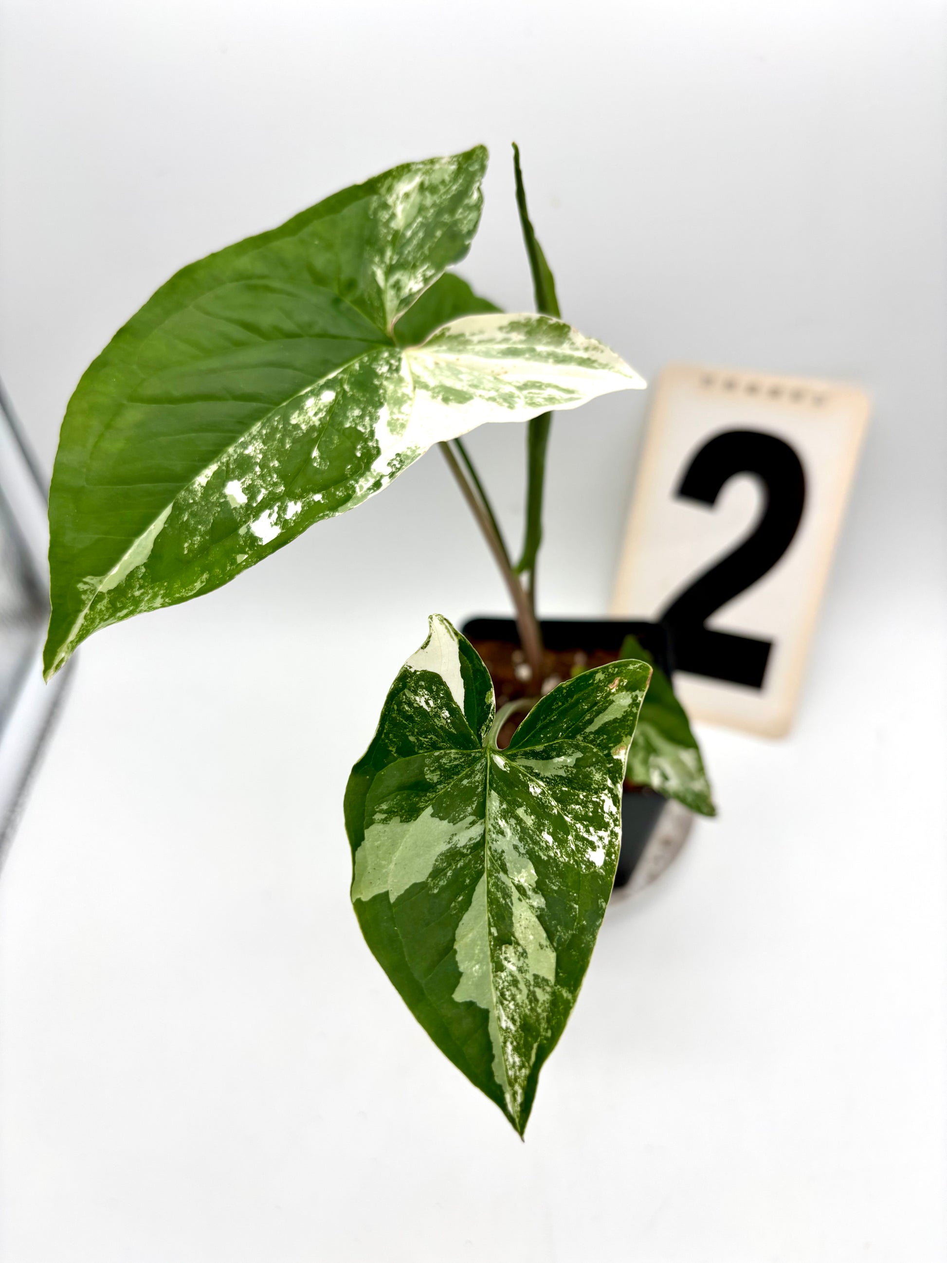 Syngonium Albo Variegata