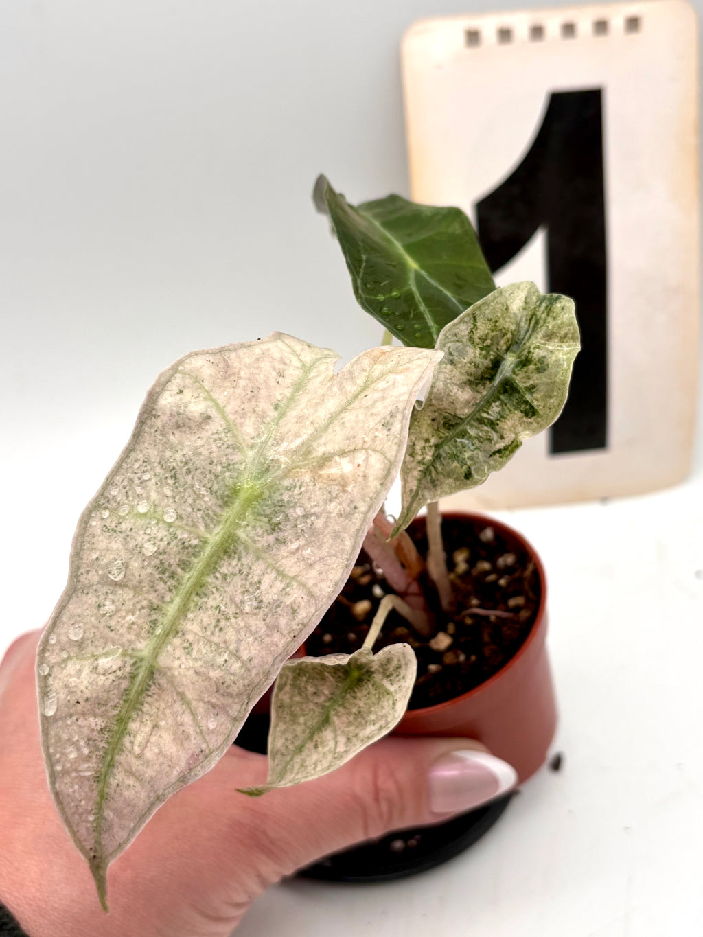 Alocasia Polly Pink Mutation