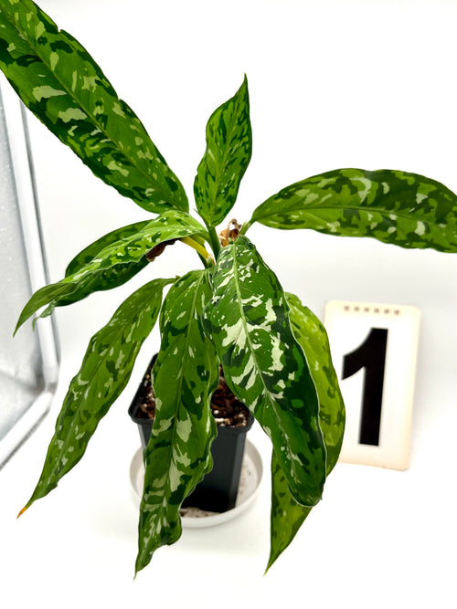 Aglaonema Pictum Tricolor - Star Spot