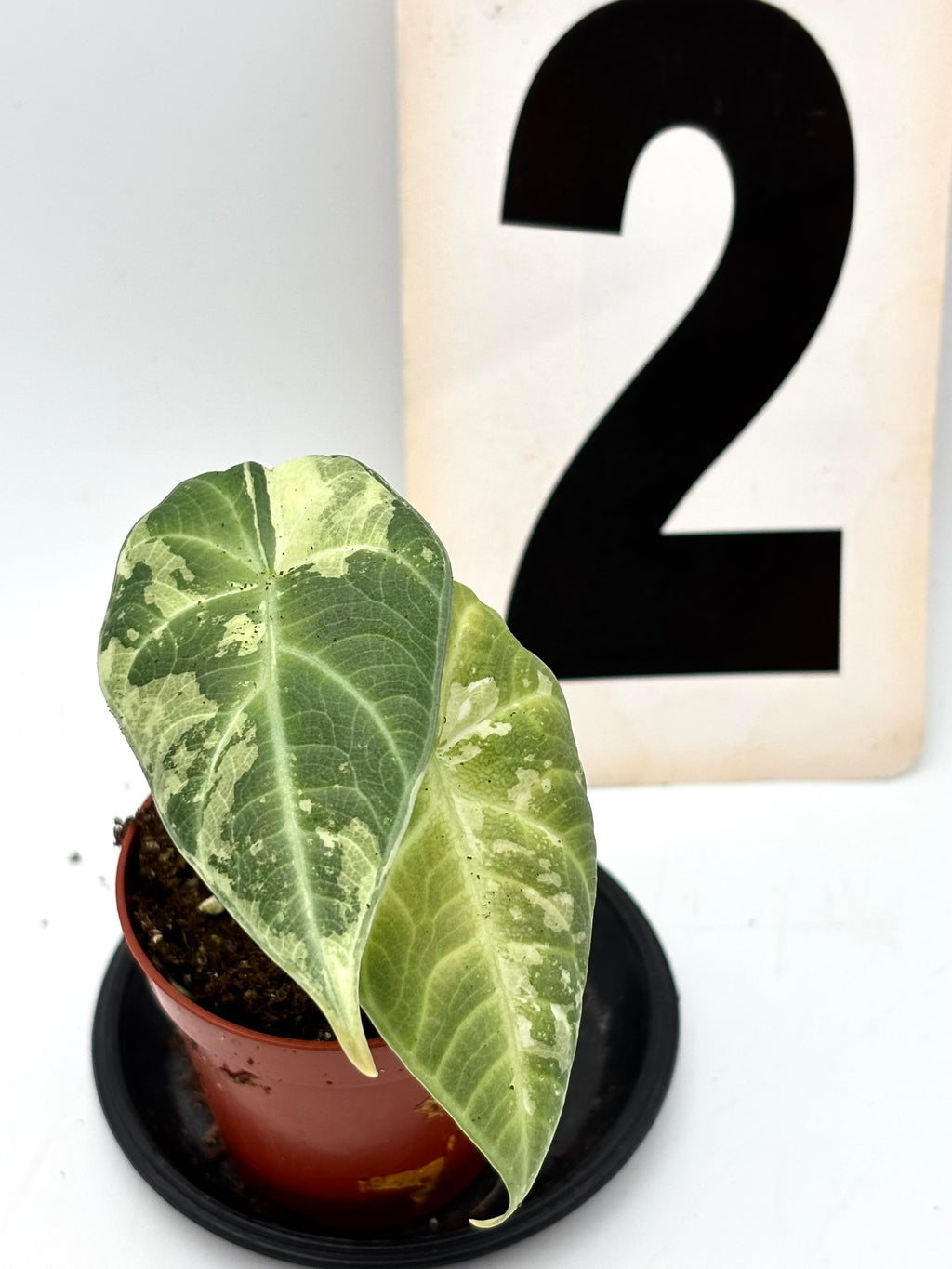 Alocasia Maharani Variegata von Exotic-Flowers, grüne Blätter mit weißen Variegationsmustern, Topfpflanze für Innenräume