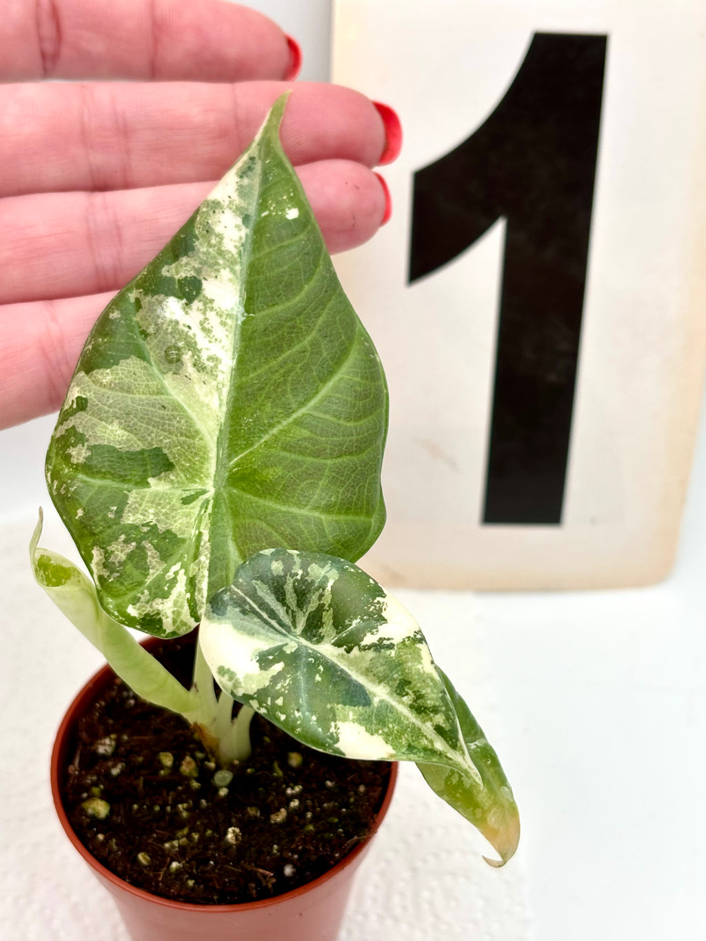 Alocasia Maharani Variegata