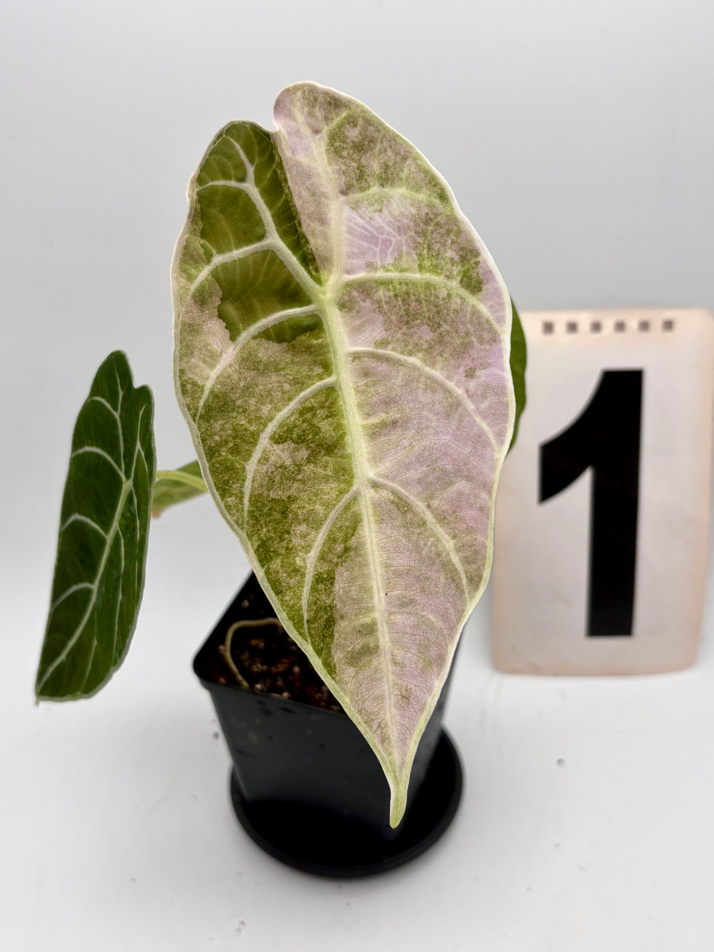 Alocasia Watsoniana Doff Variegata Pflanze von Exotic-Flowers mit grün-weißen, variierten Blättern, im Topf auf einem Tisch.