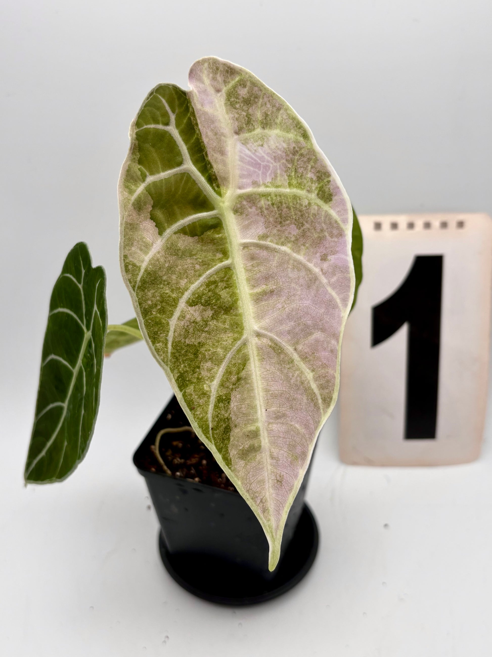 Alocasia Watsoniana Doff Variegata Pflanze von Exotic-Flowers mit grün-weißen, variierten Blättern, im Topf auf einem Tisch.
