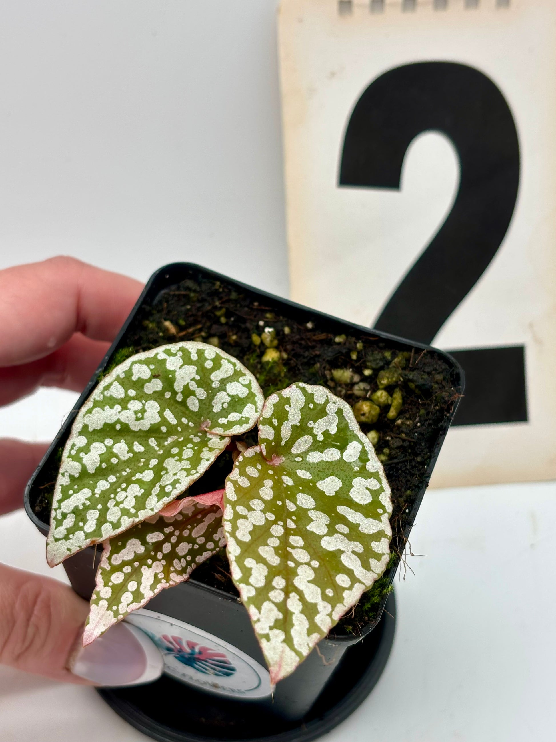 Begonia Snowcap