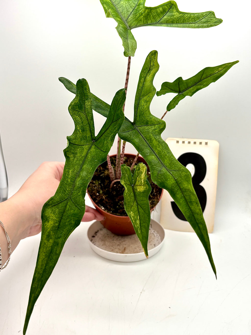 Alocasia Sabrina Variegata - Exotic-Flowers