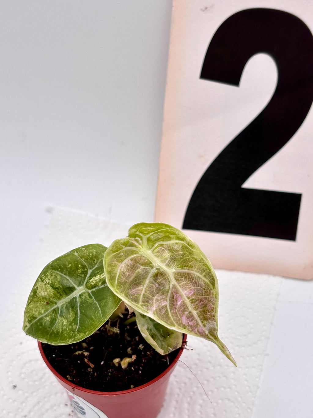 Alocasia Watsoniana Doff Variegata