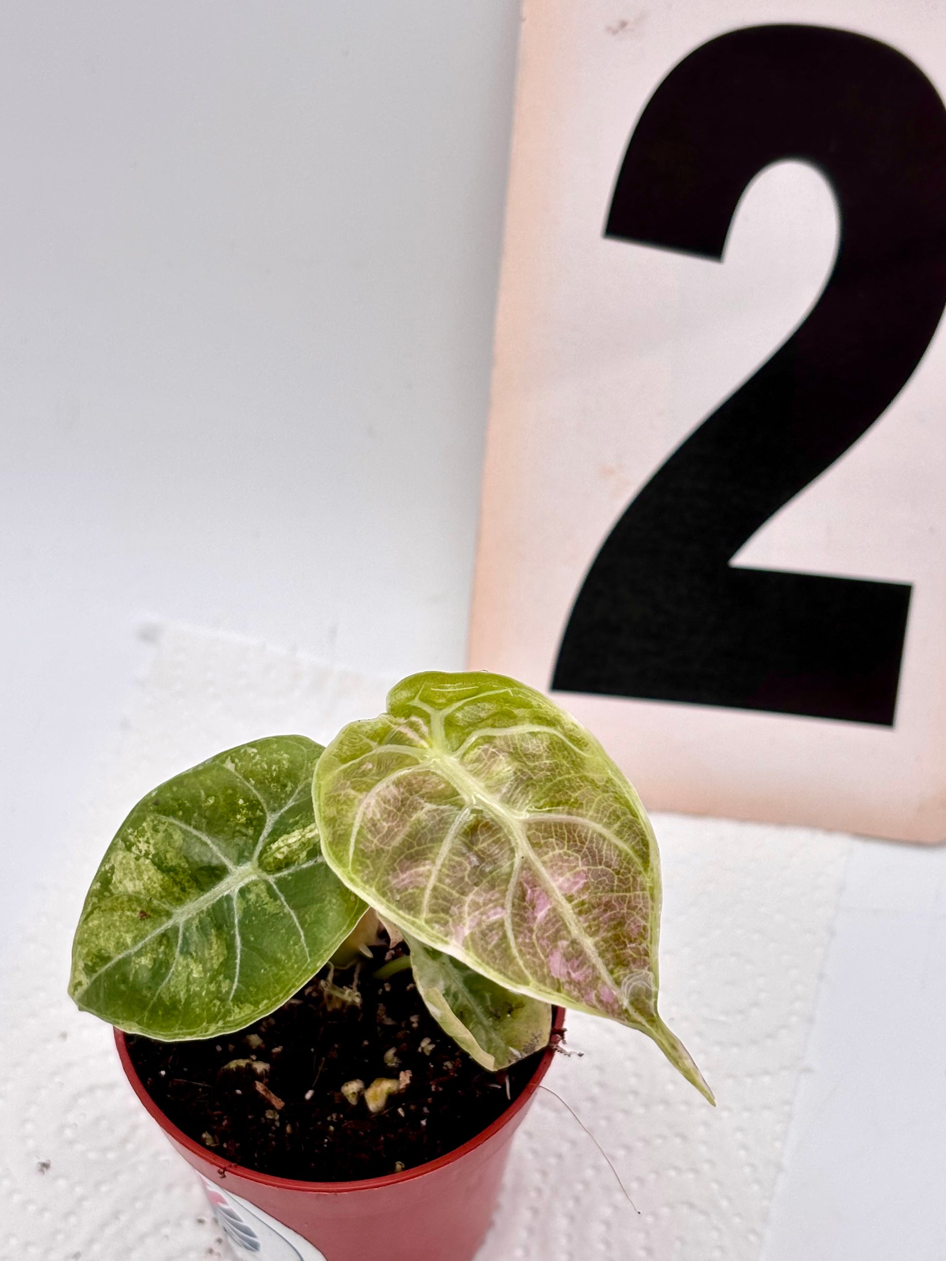 Alocasia Watsoniana Doff Variegata