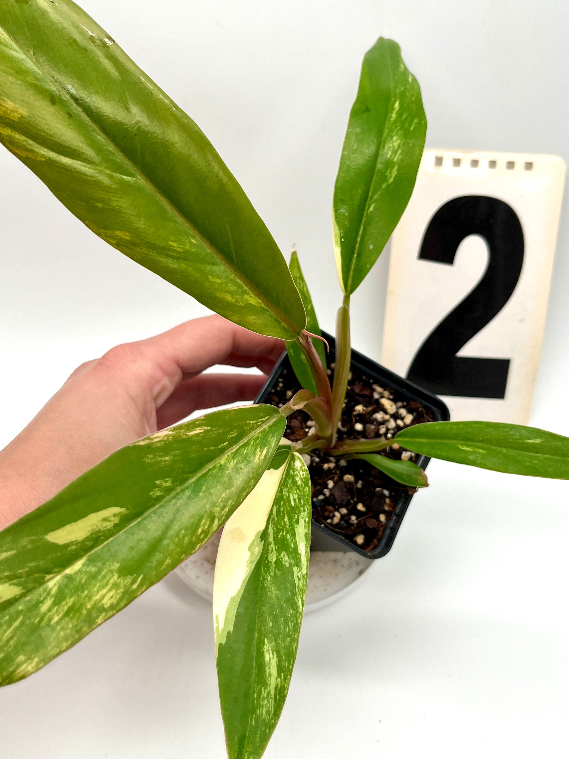 Philodendron Caramel Marble