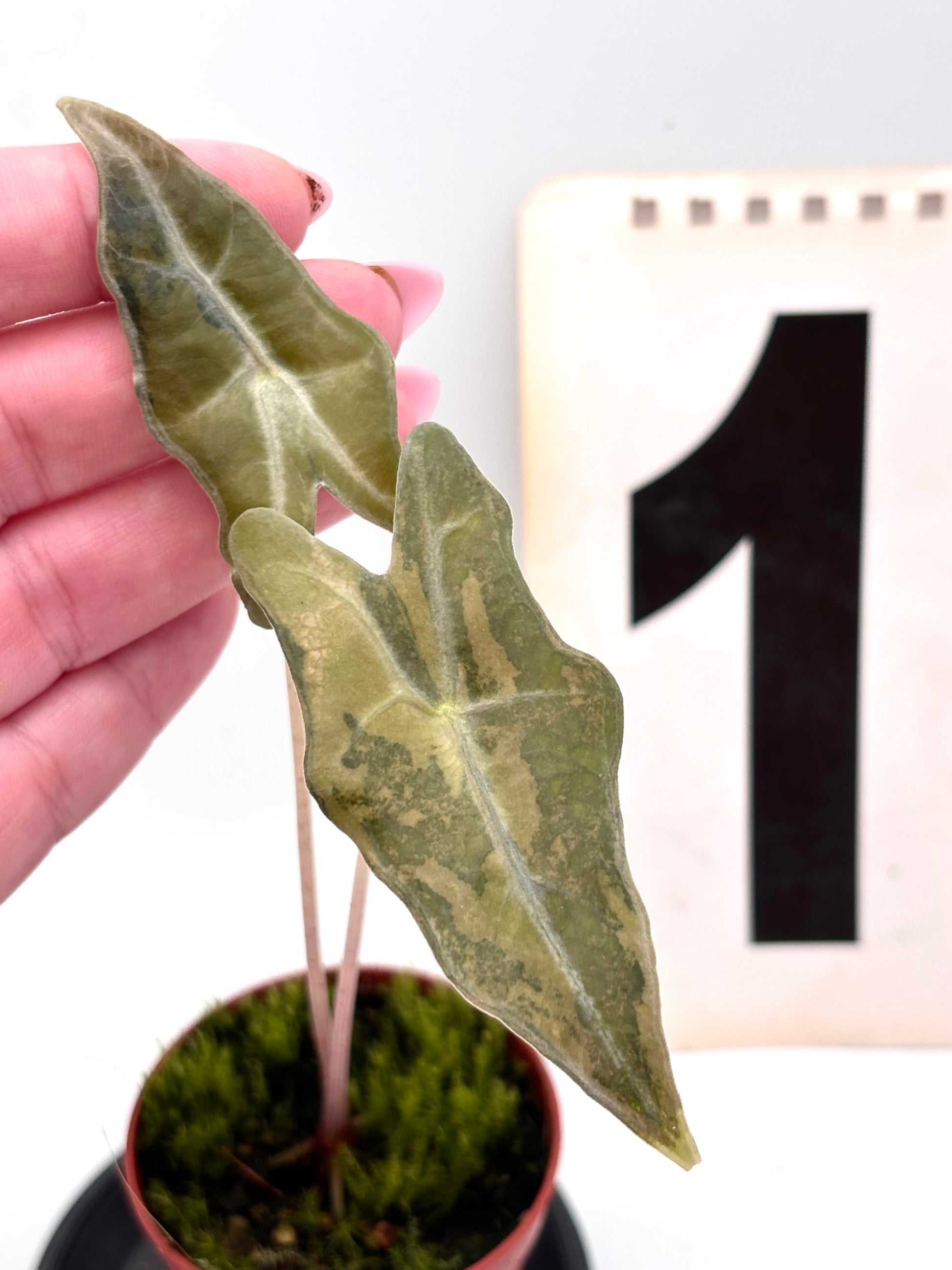 Alocasia Nobilis Aurea Variegata