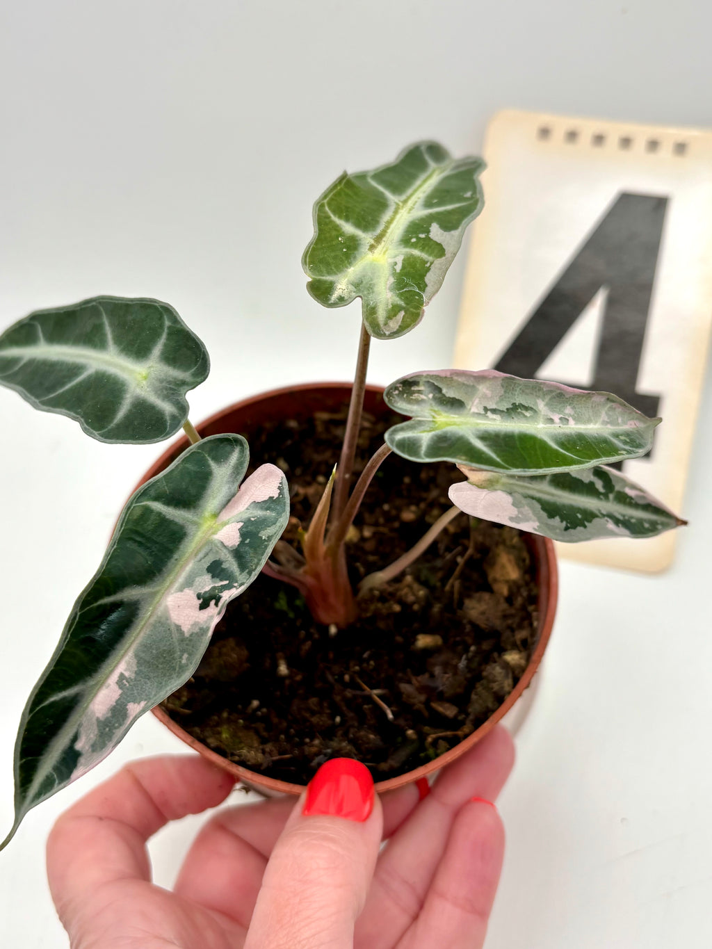 Alocasia Bambino Variegata