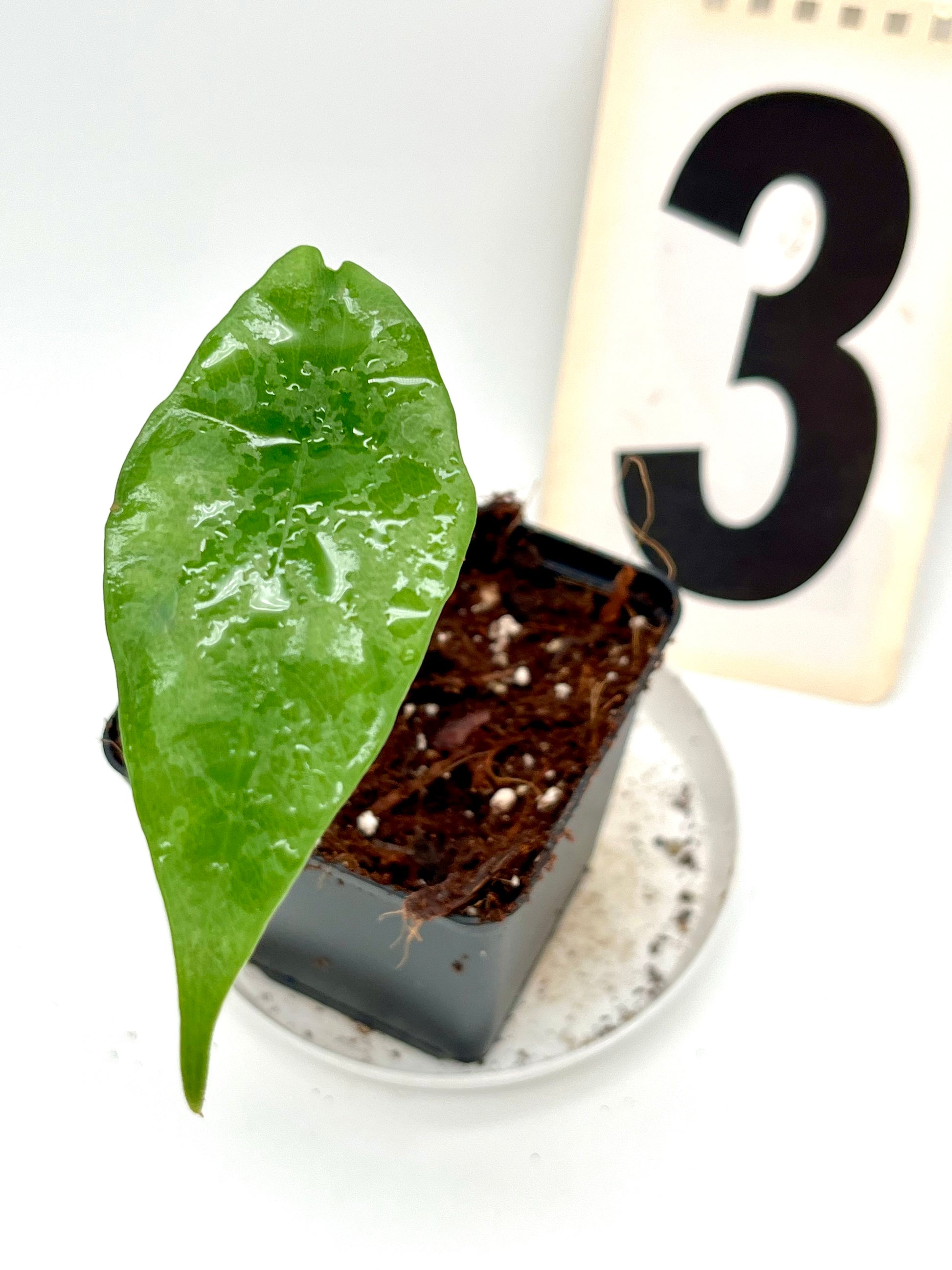 Alocasia Simpo